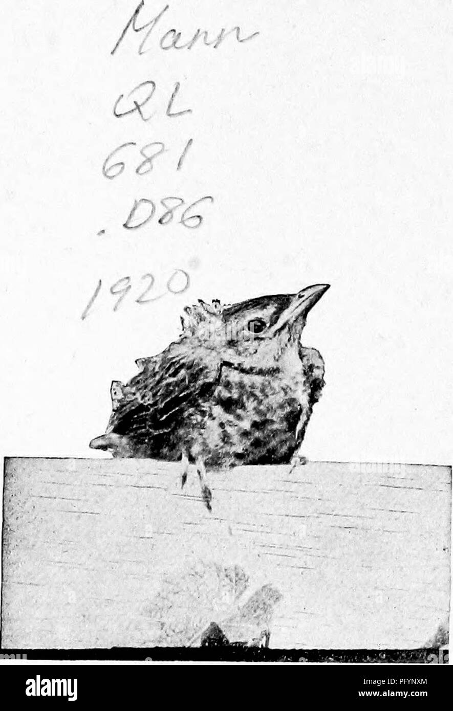 . Maisons d'oiseaux : les nids, les œufs et les habitudes de reproduction La reproduction des oiseaux terrestres à l'Est des États-Unis, avec des notes sur l'élevage et la photographie de jeunes oiseaux . Les oiseaux ; les oiseaux. Copyright, 1904, par Doubleday, Page &AMP ; Société d'auteur, 1900, par Doubleday &AMP ; McClure Company. Veuillez noter que ces images sont extraites de la page numérisée des images qui peuvent avoir été retouchées numériquement pour plus de lisibilité - coloration et l'aspect de ces illustrations ne peut pas parfaitement ressembler à l'œuvre originale.. Radclyffe Dugmore A., (1870), Arthur Radclyffe-. New York : Doubleday &AMP ; McClure Banque D'Images