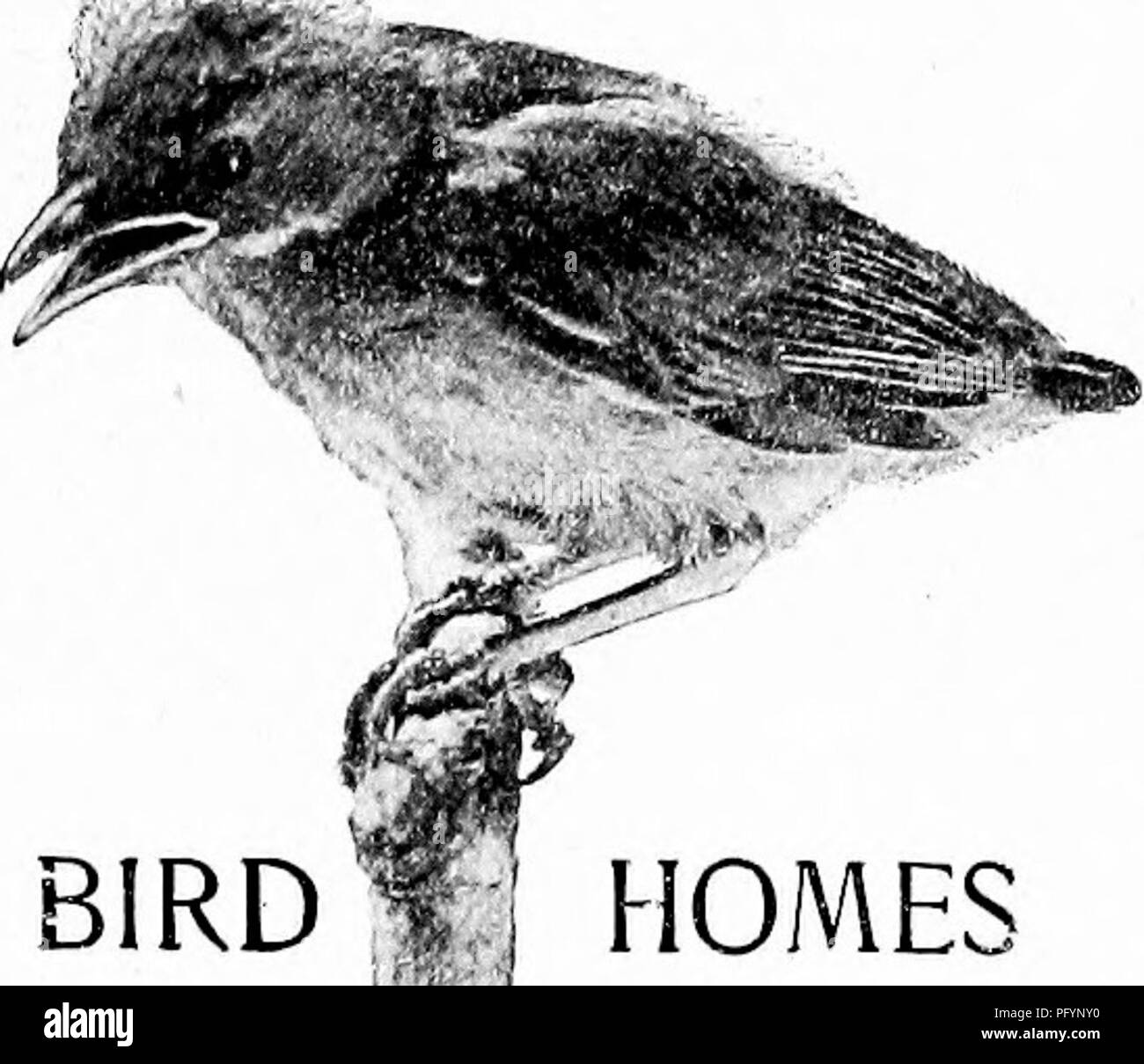 . Maisons d'oiseaux : les nids, les œufs et les habitudes de reproduction La reproduction des oiseaux terrestres à l'Est des États-Unis, avec des notes sur l'élevage et la photographie de jeunes oiseaux . Les oiseaux ; les oiseaux. Maisons d'OISEAUX 11. Veuillez noter que ces images sont extraites de la page numérisée des images qui peuvent avoir été retouchées numériquement pour plus de lisibilité - coloration et l'aspect de ces illustrations ne peut pas parfaitement ressembler à l'œuvre originale.. Radclyffe Dugmore A., (1870), Arthur Radclyffe-. New York : Doubleday &AMP ; McClure Banque D'Images