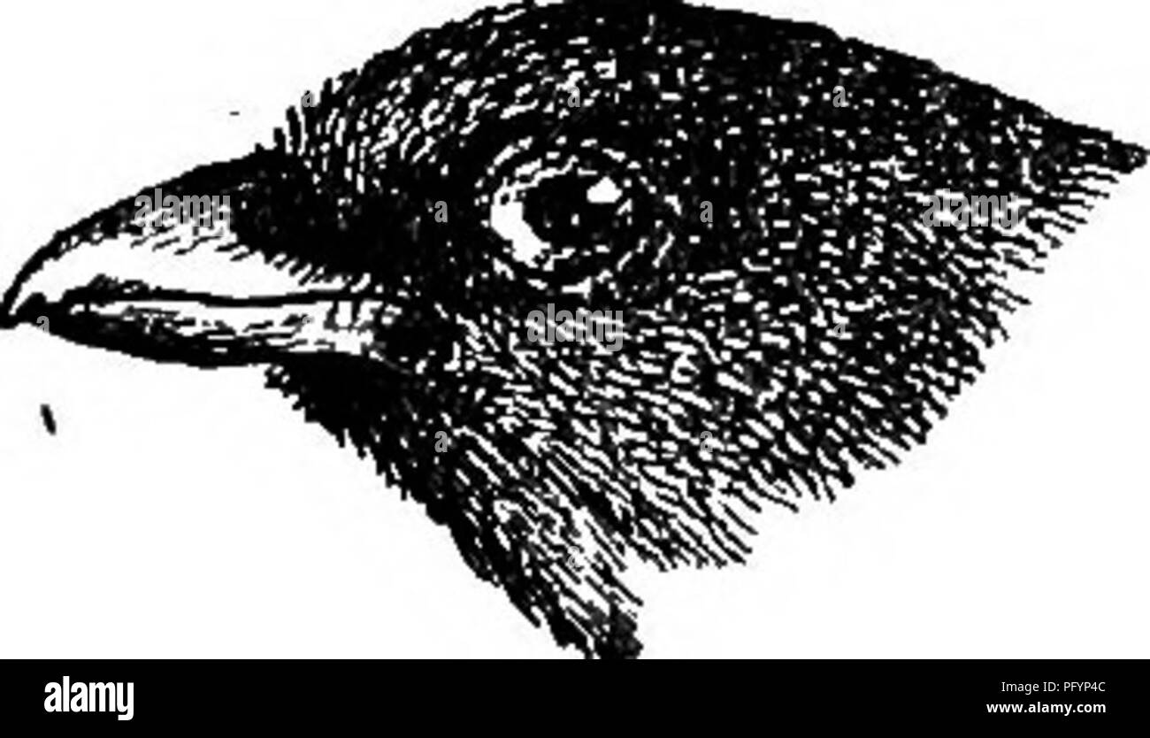 Cette collection présente une variété d'espèces d'oiseaux trouvées en Guyane britannique, décrites en détail par Frederick Vavasour McConnell. Les caractéristiques notables d'une espèce incluent une queue noire avec une teinte verdâtre et une face inférieure vert jaunâtre, avec des mesures spécifiques données pour la longueur totale, l'aile et la queue. Le travail fournit un aperçu de la diversité aviaire de la région. Banque D'Images