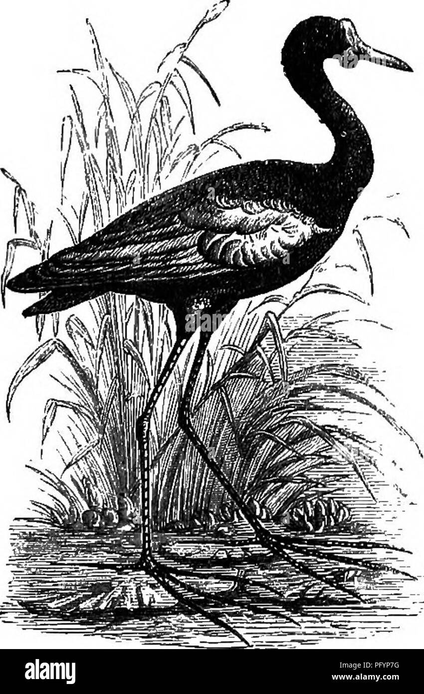 . Errances en Amérique du Sud, le nord-ouest des États-Unis et dans les Antilles, dans les années 1812, 1816, 1820, &AMP ; 1824 : avec instructions d'origine pour la parfaite conservation des oiseaux, etc. pour les cabinets d'histoire naturelle . Zoologie, la taxidermie. Exposé des index. Sur eacli 487 aile est une forte et solide, plutôt â qui a gagné pour l'oiseau le nom populaire de Spur-aile. Il est aussi remarquable pour une curieuse excroissance, coriace qui s'élève à partir de la base du bec, les deux ci-dessus et ci-dessous.. SPUR-winged "poule-d'eau. Wateemamma^.â tout au long de l'ensemble de la Guyane il y a un superst Banque D'Images