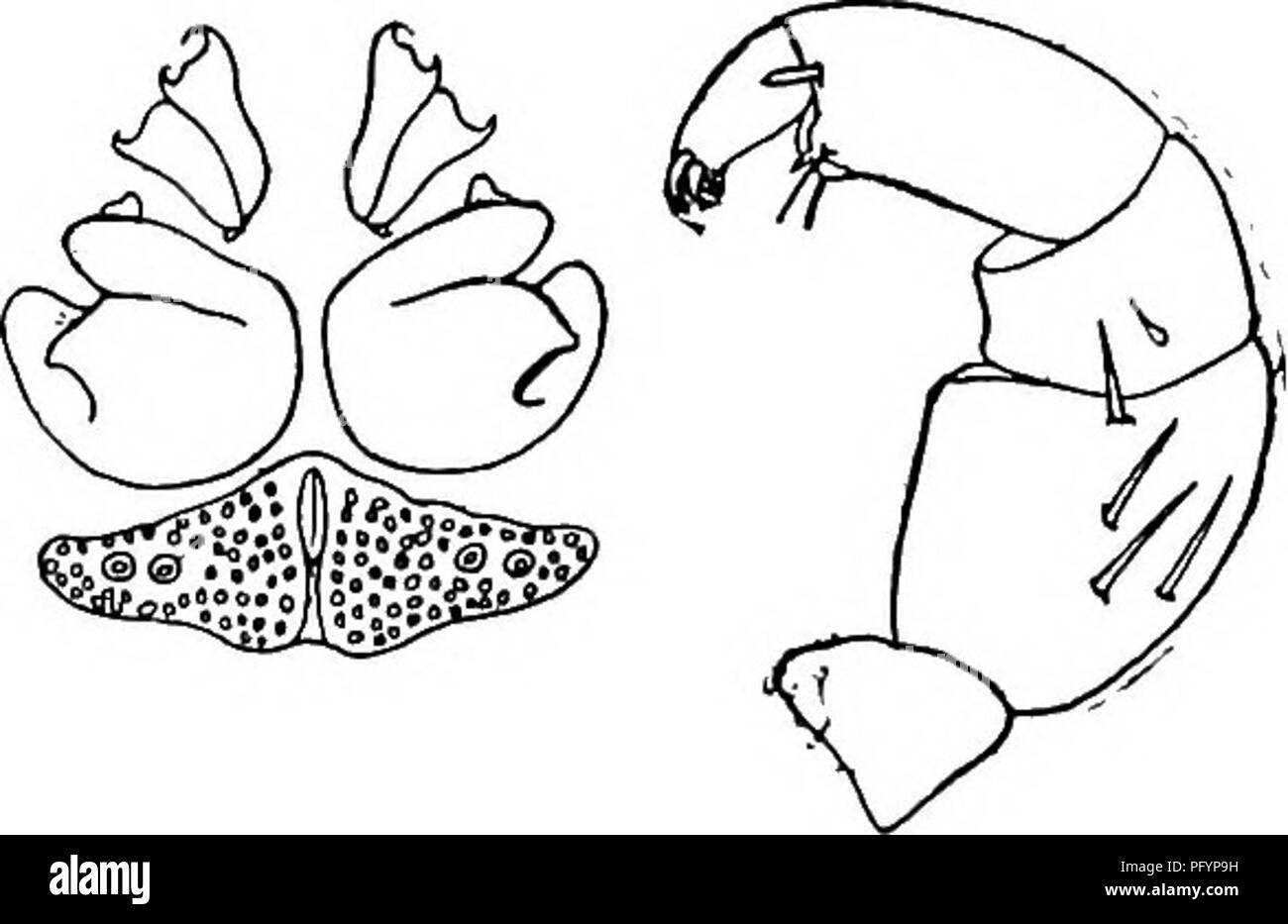 La Biologie D Eau Douce Biologie Des Eaux Douces La Biologie D Eau Douce De 872 59 60 Marge Posterieure De La Pe Iv Arrondis Les Parties Genitales A Mi Chemin Entre L Epp