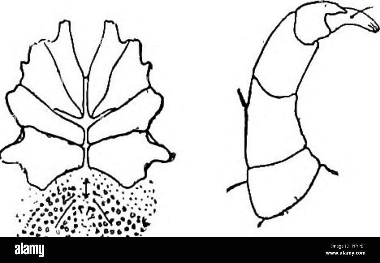 . La biologie d'eau douce. Biologie des eaux douces. 26(25) Les deux plaques, dorsale et ventrale, couvrant toute la surface . 2727 (30) tribune développé, prolongée et courbées vers le haut 28 28 (29) de la région génitale sans volets ou soupapes, avec de nombreux acetabula gratuitement à la surface du corps ... Tanaognathus Wolcott 1900.. Un assez petit acarien, fortement comprimé dorso-ventralement et avec peu de natation- poils. Une espèce, T. spinipes Wolcott, environ 0,7 mm. de long, connu seulement par quelques spécimens du Michigan. Fig. 1333. IsspinipesVlocoit Tanaognath %. Meral- champ et la région génitale, homme. X 42. Côté extérieur droit, PAL Banque D'Images