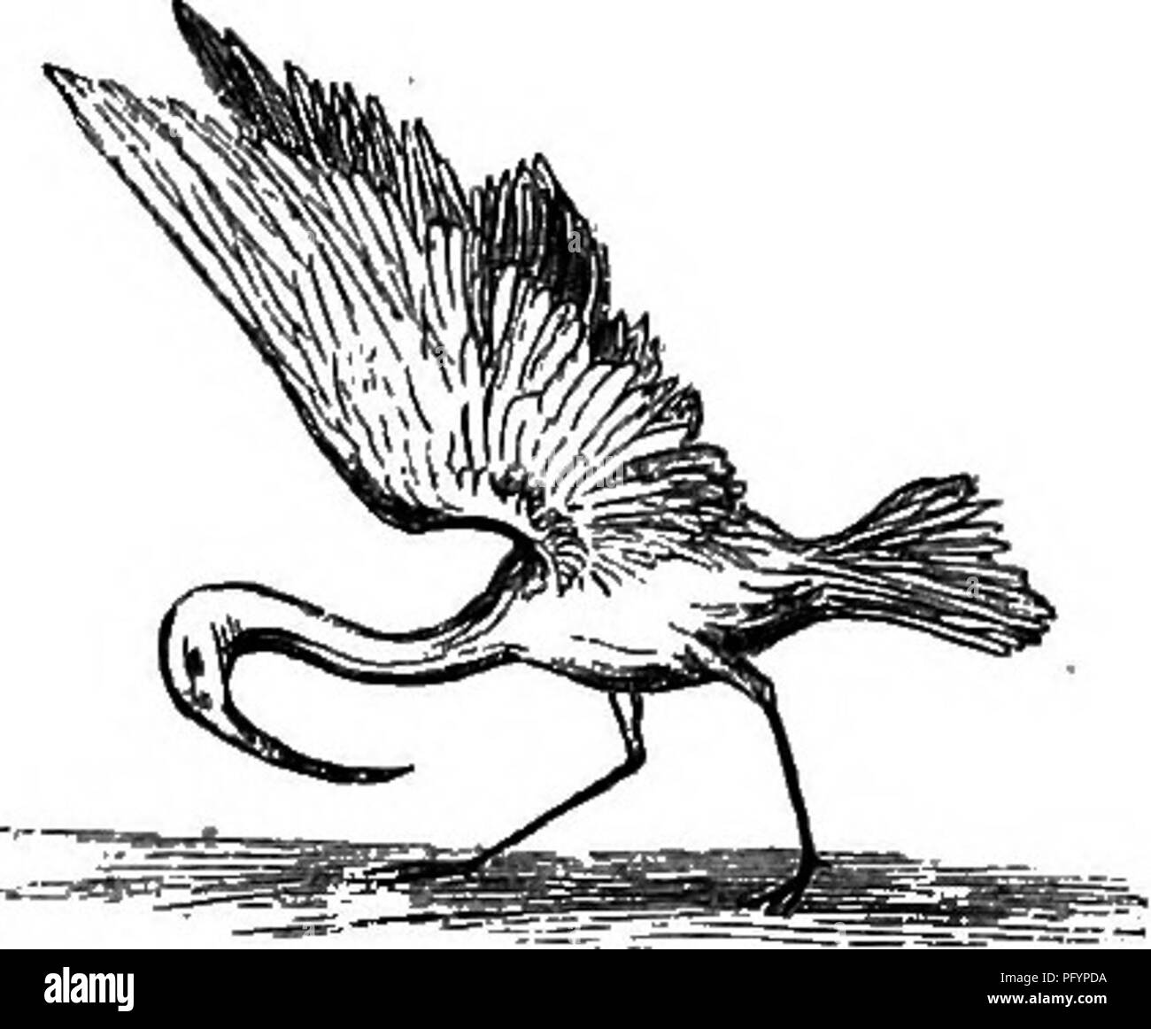 . Errances en Amérique du Sud, le nord-ouest des États-Unis et dans les Antilles, dans les années 1812, 1816, 1820, &AMP ; 1824 : avec instructions d'origine pour la parfaite conservation des oiseaux, etc. pour les cabinets d'histoire naturelle . Zoologie, la taxidermie. Exposé des index. 401.-Crabieu Le bateau-{Ocmcroma) Bill cochlearia.-c'est un petit héron, ayant un biscornue des bec, un bateau ressemblant à l'envers. Il fréquente les côtes, et se nourrit principalement de petits crustacés. Il est parfois appelé le Wallaba Oiseau. Le Cricket.^-^Waterton utilise le terme familier. Ce qu'on appelle les grillons sont i Banque D'Images