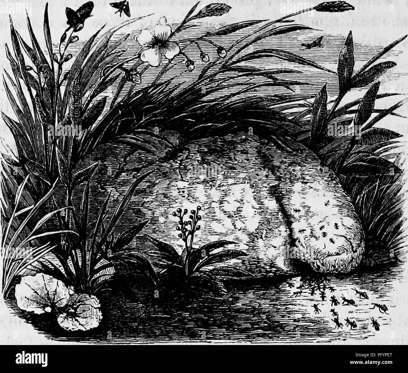 . Des maisons sans mains : être une description de l'habitat des animaux, classées en fonction de leur principe de construction . Les animaux. 624 Maisons SANS LES MAINS.. Fuogus Ant. Ces fourmis, cependant, trouver la fibre utile pour leur travail â,aijd inventer pour tisser de manière dextrously que l'individualité des fibres est perdu, et ils sont tous pris dans une masse compacte et uniforme. La taille des nids varie, mais est parfois très ré- érable, un nid étant souvent aussi grande que la tête d'un homme. L'ant lui-même est plutôt un curieux petit créature, de couleur sombre, couverte de nombreuses prot angulaire Banque D'Images