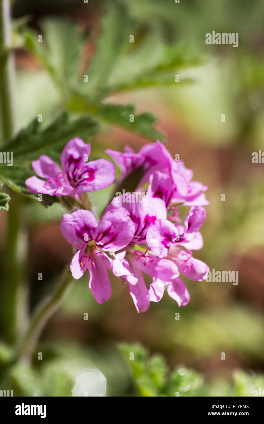 Doux parfum géranium (Pelargonium graveolens) fleurs Banque D'Images