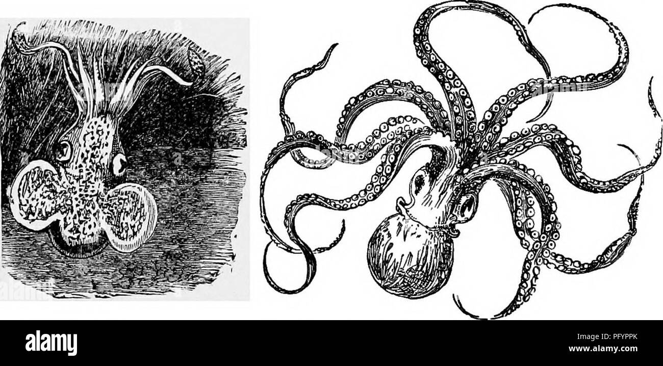 . L'histoire naturelle populaire . Zoologie. 504 LE PETIT CALMAR. propre mer. Il est surtout remarquable pour le squelette interne crayeux, communément appelé os de seiches, et bien utilisés pour la fabrication de poudre de dent. Cette année, 18 ; 5, 1 trouvé huit de ces os sur les sables à Margate et le tout dans un espace de quelques mètres carrés. La *L'un est vu couché sur le droit de l'animil. La figure du haut est celle de la sépia palmés, un habitant de Green- terre, et très rare. Sa couleur est le violet. Les espèces appartenant à la famille de l'Octopodidje, ou huit-Cuttles armés, n'ont pas de coquille externe Banque D'Images