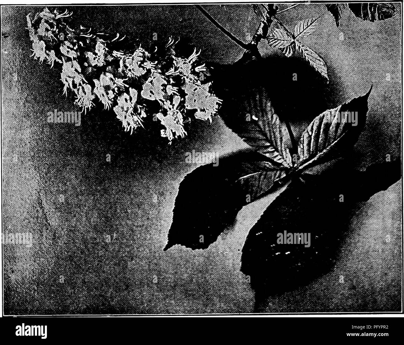 . Manuel d'étude de la nature pour les enseignants et les parents, en fonction de la nature de l'étude de Cornell de dépliants. L'étude de la nature. Nature-Study 762 jo manuel. Horse Chestnut-fleurs. Photo par Verne Morton. flamme, et les fleurs sont disposées en spirale autour de la tige centrale, chacun transportant pédicelle de quatre à six fleurs. Le calice a cinq lobes inégaux, et elle et la tige sont downy. La diffusion de cinq pétales et inégal pour lisser les marges sont soulevées sur les griffes courtes, pour former la corolle ; 7 étamines dont les anthères de couleur orange sont loin de butée et jusqu'à partir de la fleur. Les fleurs sont blanc rosé ou crémeuse Banque D'Images