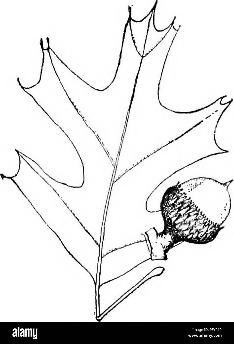 . Gray's nouveau manuel de botanique. Un guide des plantes à fleurs et de fougères de l'Europe centrale et nord-est des États-Unis. La botanique. FAGACEAB (hêtre) de la famille 343. 684. Q. velutina. la moitié des puberulent brun foncé rayé souvent ellipsoïde à subglobuleuses petite (1,2 à l'urne. long) acorn ; feuilles lisses et lus- trous dans l'âge, avec des touffes axillaires sous, devenir pâle ou jaune à l'automne, le bfuwii 5-7 lobes dentés à oblongues grossièrement somme- mit ; écorce gris, lisse et la dose, ou dans l'âge légèrement fissuré, jaune clair à l'intérieur. - L'argile ou du gravier, s. Mich, à l'Homme. et la. - Un moi- dium-size Banque D'Images