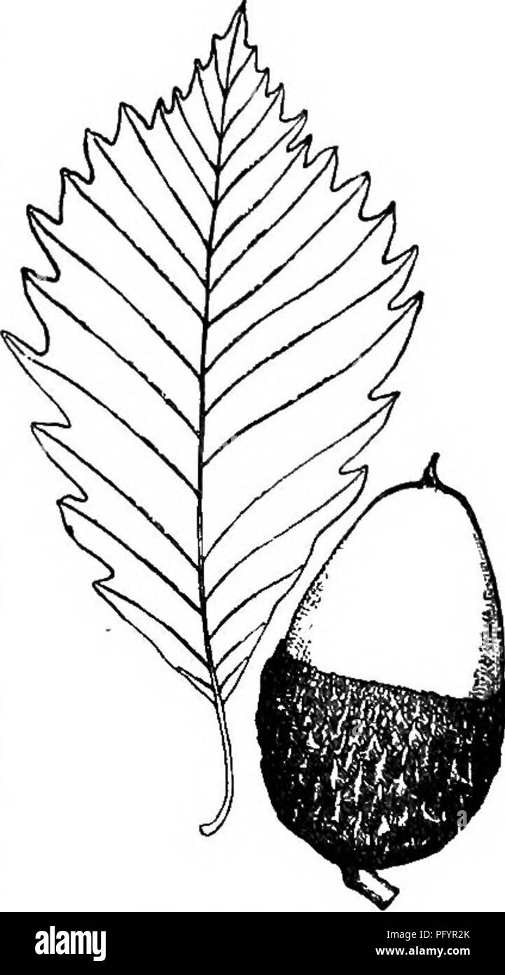Ce manuel fournit des descriptions complètes et des détails d'identification des plantes à fleurs et des fougères indigènes du centre et du nord-est des États-Unis et du Canada. Il sert de guide aux amateurs de plantes et aux botanistes pour étudier la flore locale. Banque D'Images