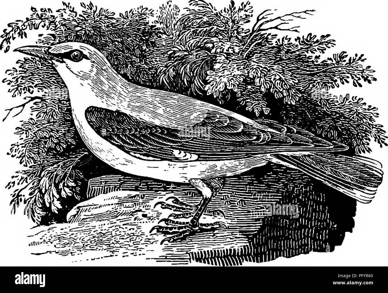 . Nos migrants d'été. Un compte des oiseaux migrateurs qui passent l'été dans les îles britanniques. Les oiseaux. L LE GOLDEN ORIOLE. {Oriolus galbula.) IKE la huppe, le Golden Oriole fait sa visite annuelle dans le continent européen par les pays du sud de la Méditerranée, dans le mois d'avril, et retourne en septembre. Dans l'intervalle il peut être trouvé dans les bois n'est pas rare des régions du centre et du sud de l'Europe ; mais il est rare dans le nord, d'être sel- dom vu en Suède, et l'inconnu en Norvège. En Angleterre, où il peut être considéré comme un. Veuillez noter que ces images sont extraits f Banque D'Images