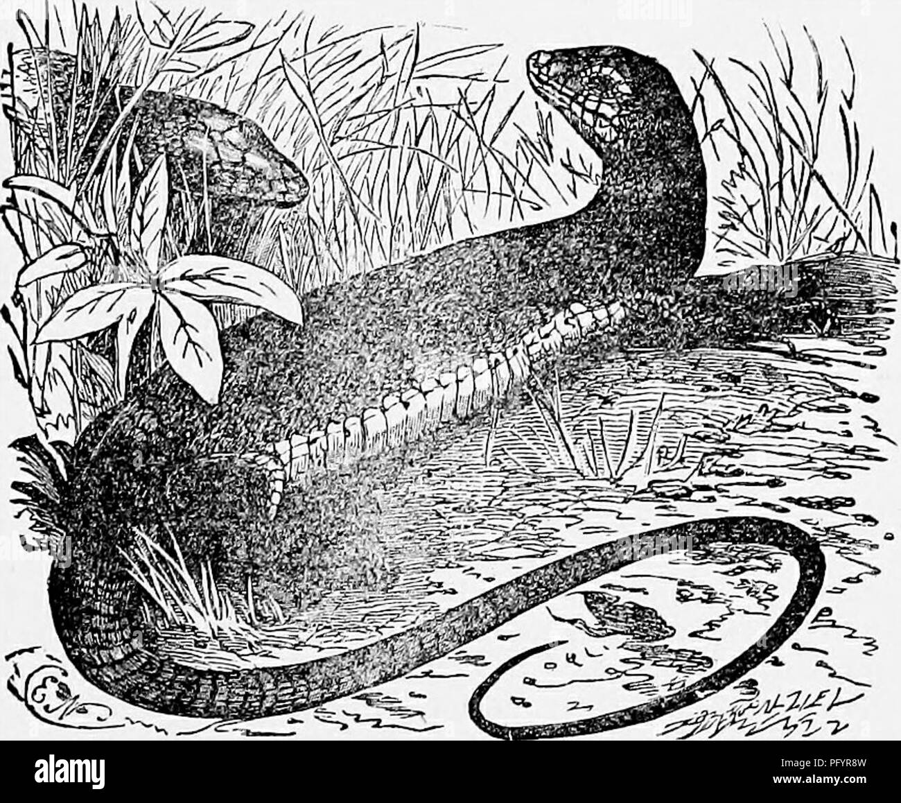 . L'histoire naturelle populaire . Zoologie. Les lézards. 423 de l'eau, de saisir un homme, et le transporter en dépit de ses cris et de luttes. La bête plongea dans la rivière avec sa proie, et ni l'un ni l'homme Alligator a été vu par la suite. Les vrais Lézards ont quatre membres, d'une manière visible, mais dans quelques cas, caché sous la peau. Leur corps est long et arrondi, et la queue est effilée et une grande partie est couverte d'écailles situé dans les milieux ordinaires ou " verticille." L'Angleterre possède au moins deux exemples de la vraie des lézards, dont un, le Lézard écailleux, est extrêmement commun. Cette jolie litt Banque D'Images