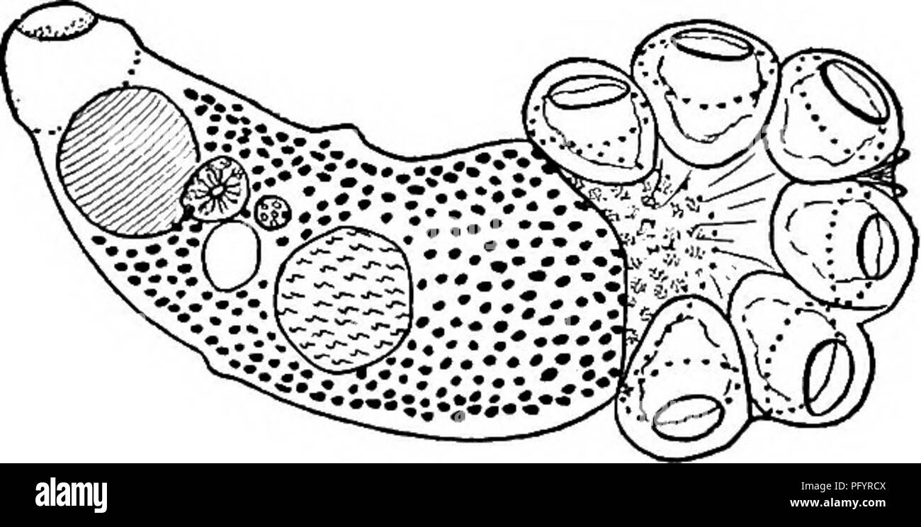 . La biologie d'eau douce. Biologie des eaux douces. 21 (17, 18) plus de 32 crochets génitaux en nombre. P. megacotyle Stunkard (Polystomoides) 1916. Corps 2.S à 2,7 par 0,71 à 0,78 mm. Coronet génitale 36 à 42 crochets égale. Les drageons caudal large, bondée. Sur le disque numéro un d'une grande paire de crochets, 0,116 mm. de long, une paire de crochets intermédiaires, 0,058 mm. de long, et de petits crochets 0,017 mm. de long. À partir de la cavité buccale de Chrysemys mar- ginala, à Creston, Iowa. Fig. 656. Megacotyle Polystoma. Vue ventrale. X 12. (Après Stunkard.). 22 (16) crochets génitaux de longueur inégale. (P) oMongum Polystomoides Wright 1879. Jusqu'à 2,5 m Banque D'Images