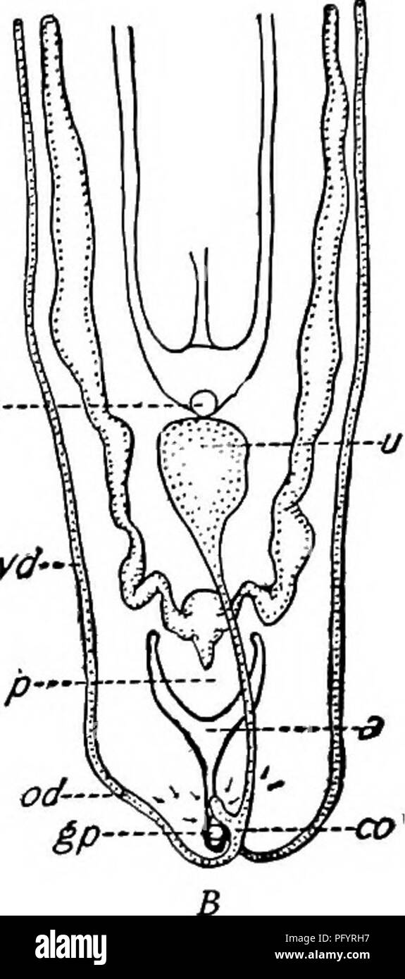 . La biologie d'eau douce. Biologie des eaux douces. La biologie d'eau douce de 356 89 (90) de couleur brunâtre ou noirâtre violacé par lumière réfléchie, gris noirâtre ou par lumière transmise. Avec de nombreuses taches irrégulières entièrement à l'abri de pigment. Planaria maculata Leidy 1848. Longueur 15 mm. Les spécimens immatures moyenne de 8 à II mm. Dans les petits spécimens le pigment se produit dans des poches isolées et des taches. Les plus gros spécimens dans le pigment de correctifs est anastomosé surtout dans la région médiane de quitter les zones irrégulières qui donnent une apparence très repéré à l'animal. Des taches plus petites d'un brun foncé ou noir dispersés Banque D'Images