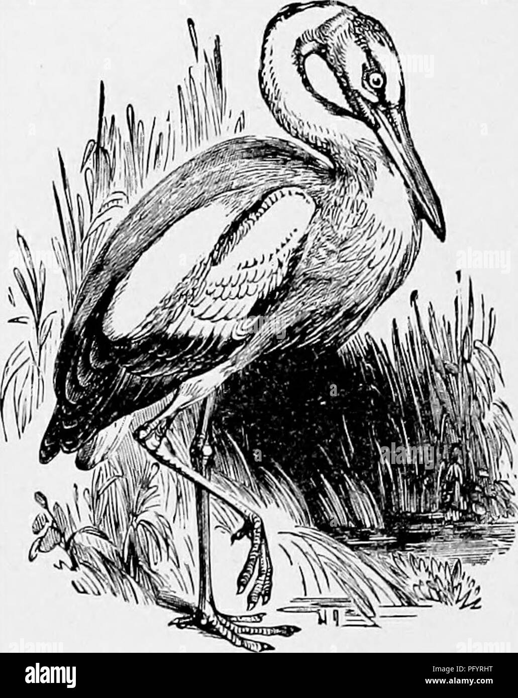 Cette étude zoologique se concentre sur la cigogne, décrivant son comportement, son habitat et ses modes de nidification. Il comprend des détails sur les sites de nidification de la cigogne, souvent situés dans des arbres ouverts ou des berges de rivière, et ses habitudes alimentaires. Banque D'Images