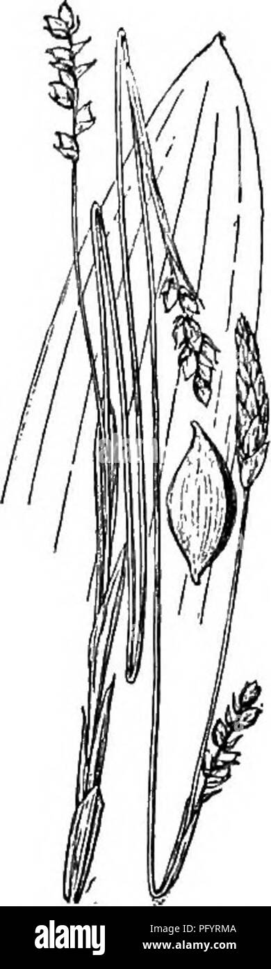 . Gray's nouveau manuel de botanique. Un guide des plantes à fleurs et de fougères de l'Europe centrale et nord-est des États-Unis. La botanique. 47T. 0. Careyana. 476. C. plantaginea x  %. FruitiDg perigyn, épi- ium, et feuille-tip. Caespitose ; tiges minces et lax, 1,5 à 1,5 dm. de long ; les feuilles généralement très glauques, surtout plus courte que les tiges, large (6 à 12 mm.) ; généralement, peduncled spike staminées 1-2 cm. de long, 3 à 5 femelles, très éloignées, sur pédoncule flexueux capillaire, 0,7-1,5 cm. de long, de 3,5-5 mm. d'épaisseur ; la diffusion-ascendants brusquement trigonous-péri- gynia ovoïde 2,8-3,2 mm. de long, equalin Banque D'Images