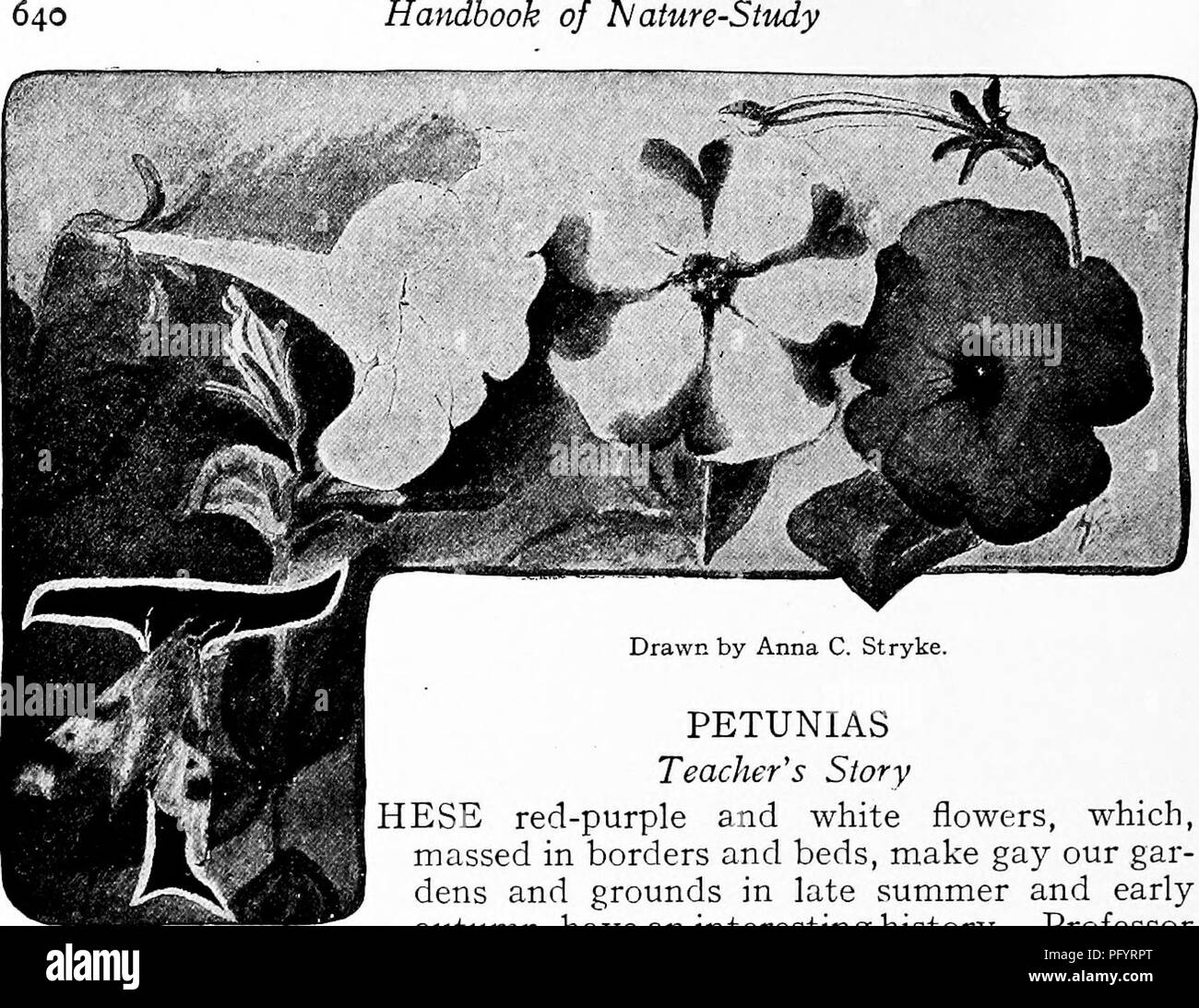 . Manuel d'étude de la nature pour les enseignants et les parents, en fonction de la nature de l'étude de Cornell de dépliants. L'étude de la nature. Manuel des Nature-Study. Histoire de l'enseignant de pétunias ES-rouge pourpre et fleurs blanches, qui, rassemblés sur les frontières et d'appoint, faire notre petit gar- tripots et motifs à la fin de l'été et au début de l'automne, ont une histoire intéressante. Le professeur L. H. Bailey utilise comme une illustration dans son livre inspirant, "la survie de la différence ;" il dit que nos pétunias modernes sont un étrange composé de deux espèces d'origine ; le premier a été trouvé sur les rives de la Plata en Amérique du Sud Banque D'Images