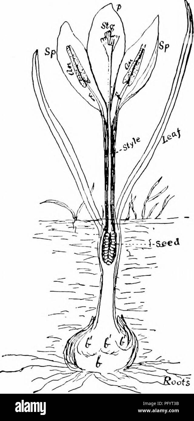 . Manuel d'étude de la nature pour les enseignants et les parents, en fonction de la nature de l'étude de Cornell de dépliants. L'étude de la nature. Cultivated-Plant S97 de l'étude les trois étamines sont fixés à la gorge de la corolle. Les anthères sont très longues et ouvert sur les côtés. Les anthères, première maturité et versé leur pol- len dans la tasse de l'oranger où tout insecte, cherchant le nectar dans le tube de la corolle, doit devenir épousseté avec elle. Cependant, si les lobes du stigmate ne parviennent pas à rassembler le pollen d'autres fleurs, elles ont ensuite écartées et curl plus jusqu'à ce qu'ils atteignent une certaine 'du pollen de leurs propres fleurs. Crocus en fleurs Banque D'Images