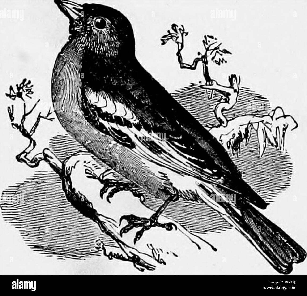 Une description du Goldfinch (Carduelis carduelis), un petit oiseau passereau au plumage brillant. Le mâle Goldfinch a un corps jaune distinctif avec des ailes noires et un visage rouge. Le Chaffinch (Fringilla coelebs) est également décrit, avec son dos de châtaignier et sa tête grise, tous deux communs en Europe. Banque D'Images