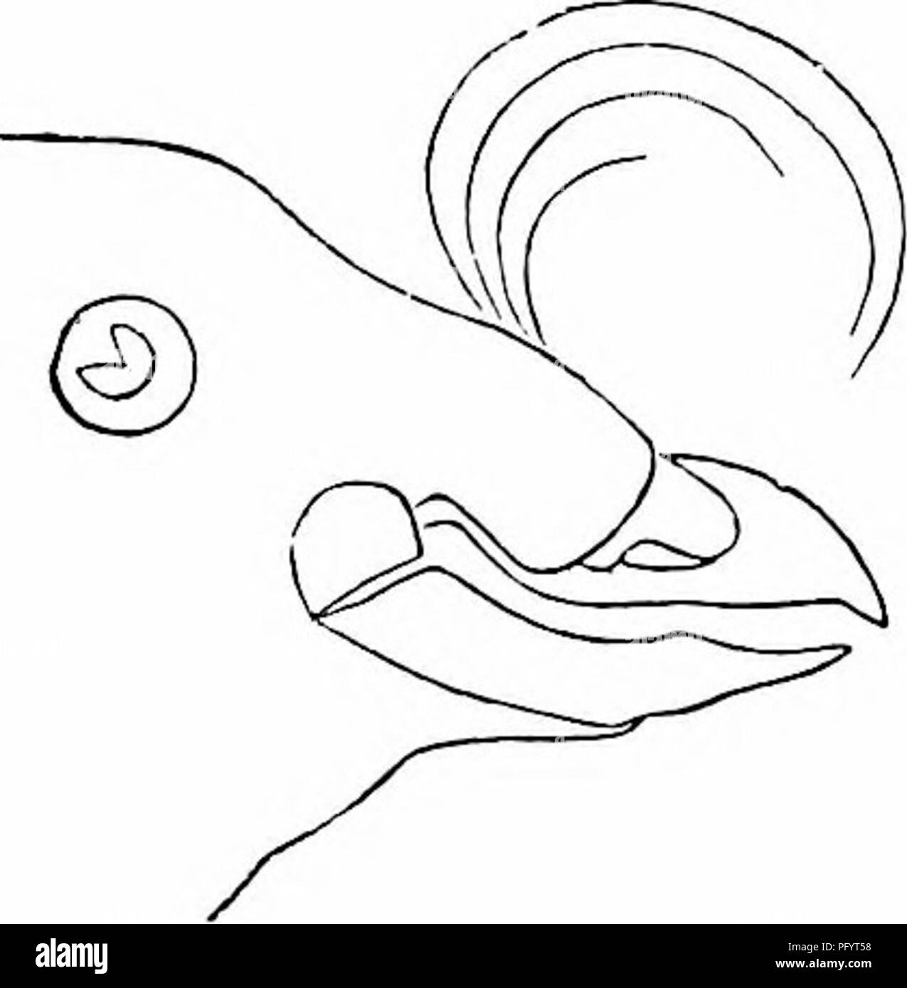 . Clé d'oiseaux de l'Amérique du Nord. Contenant des indications succinctes sur chaque espèce d'oiseau vivant et fossile connu à l'heure actuelle du continent au nord de la frontière du Mexique et des États-Unis, y compris le Groenland et Basse Californie, avec qui sont intégrées d'ornithologie générale : un aperçu de la structure et la classification des oiseaux ; et de l'ornithologie de terrain, un manuel de la collecte, la préparation et la conservation des oiseaux. Les oiseaux ; oiseaux ; 1887. Fig. .540. - Crcsteil reclticej Pingouin,. "H. W. EllioK.) (Ad. iiat. del. Veuillez noter que ces images sont extraites de la page numérisée des images qui peuvent avoir bee Banque D'Images