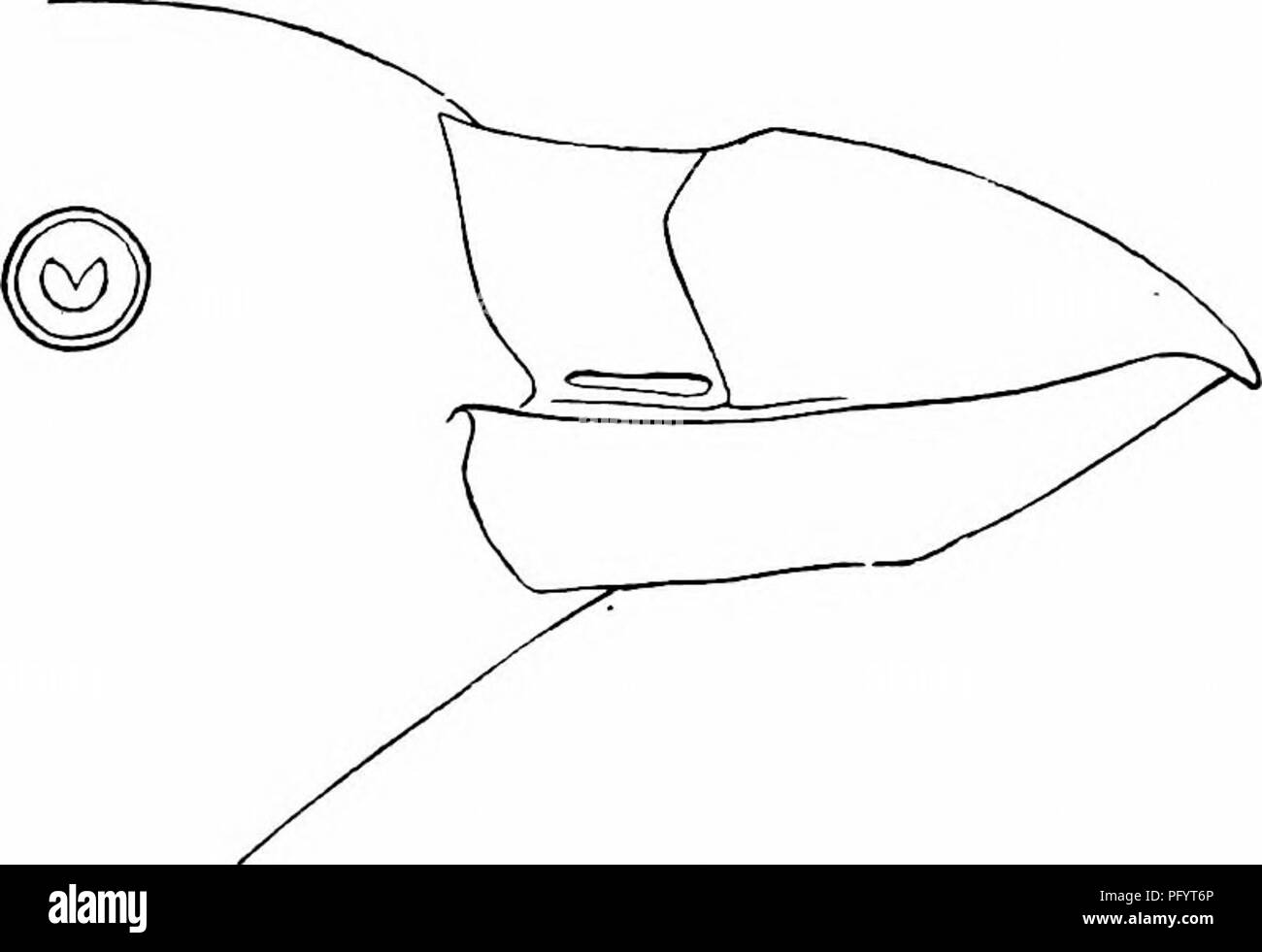 . Clé d'oiseaux de l'Amérique du Nord. Contenant des indications succinctes sur chaque espèce d'oiseau vivant et fossile connu à l'heure actuelle du continent au nord de la frontière du Mexique et des États-Unis, y compris le Groenland et Basse Californie, avec qui sont intégrées d'ornithologie générale : un aperçu de la structure et la classification des oiseaux ; et de l'ornithologie de terrain, un manuel de la collecte, la préparation et la conservation des oiseaux. Les oiseaux ; oiseaux ; 1887. 804 SYNOPSIS SYSTÉMATIQUE.-PYGOPODES basal. col, le selle nasale et paire de bandes subnasal ; le service de la mandibule et de la bande de base ; trois grandes piec symétrique Banque D'Images