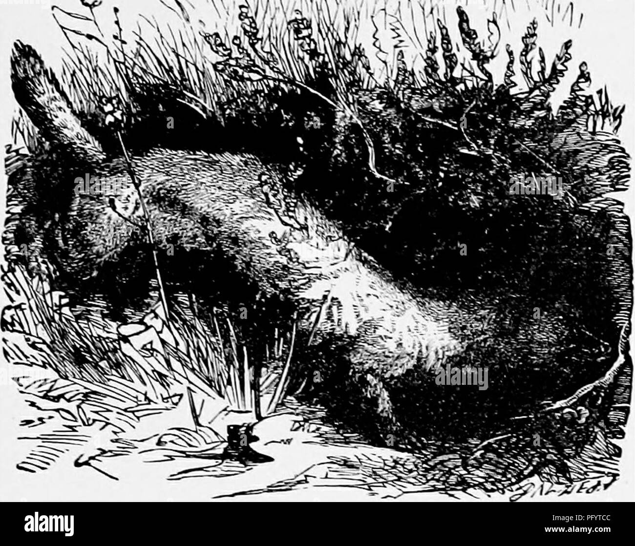 . L'histoire naturelle populaire . Zoologie. Le furet et le vison. 79 La plupart des régions du nord de l'Europe, et aussi en Amérique du Nord. Son pelage est généralement brun foncé, avec un peu de blanc sur les mâchoires, mais semble être l'objet d'^ ^'&gt ;^^^ M 'j'rf^^l. FERRET.-(Mustela Furo.) des variations de teinte. Certains spécimens sont d'un brun plus pâle que les autres ; chez certaines personnes la fourrure est presque noire sur le ^1 V , ^. Veuillez noter que ces images sont extraites de la page numérisée des images qui peuvent avoir été retouchées numériquement pour plus de lisibilité - coloration et l'aspect de ces illustrations ne peut pas Banque D'Images