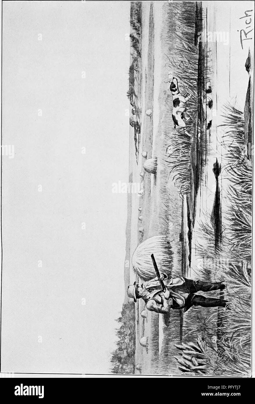 . À PLUMES du nord-est. Jeu et jeu-oiseaux. &Gt ;- H Z D o u Ou Q O O O. Veuillez noter que ces images sont extraites de la page numérisée des images qui peuvent avoir été retouchées numériquement pour plus de lisibilité - coloration et l'aspect de ces illustrations ne peut pas parfaitement ressembler à l'œuvre originale.. Riche, Walter Herbert, 1866-. New York, T. Y. Crowell &AMP ; Co Banque D'Images