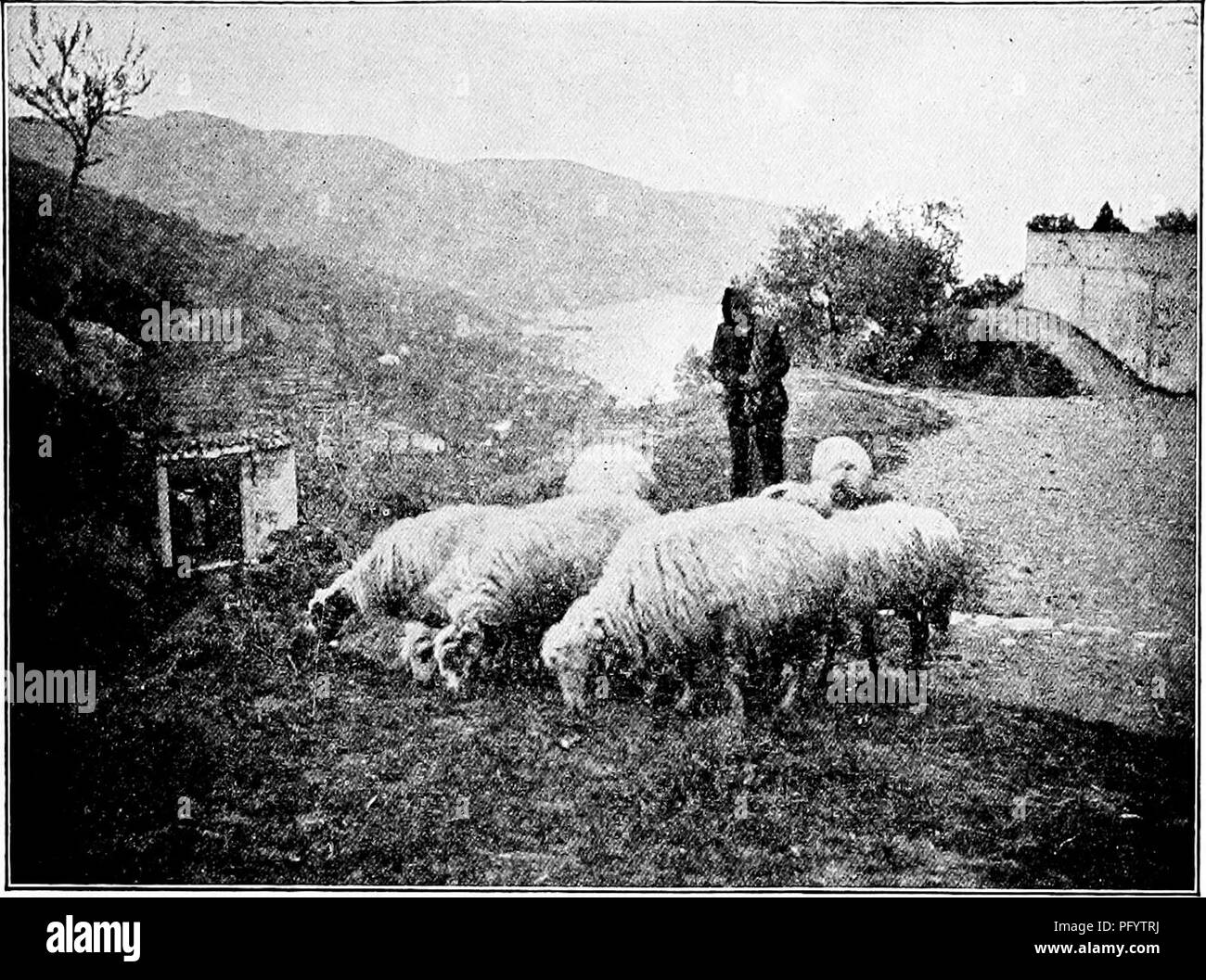 . Manuel d'étude de la nature pour les enseignants et les parents, en fonction de la nature de l'étude de Cornell de dépliants. L'étude de la nature. L'étude des mammifères marins 281. Un berger sicilien. Photo de J. H. Comstock, LES MOUTONS Teacher's Story "La première réalisation importante d'ovins l'intelligence est d'knowwltether sa propre notion ou un autre est plus valable, et si l'autre, lequel ? Chaque mouton ont certains instincts, qtmlities, compétences, mais dans l'homme-troupeaux ces troupeaux sont remplacées par quelque chose que j'appellerai le troupeau l'esprit, bien que je ne peux pas dire ce qu'il est très bien, sauf qu'elle est inférieure à la Banque D'Images