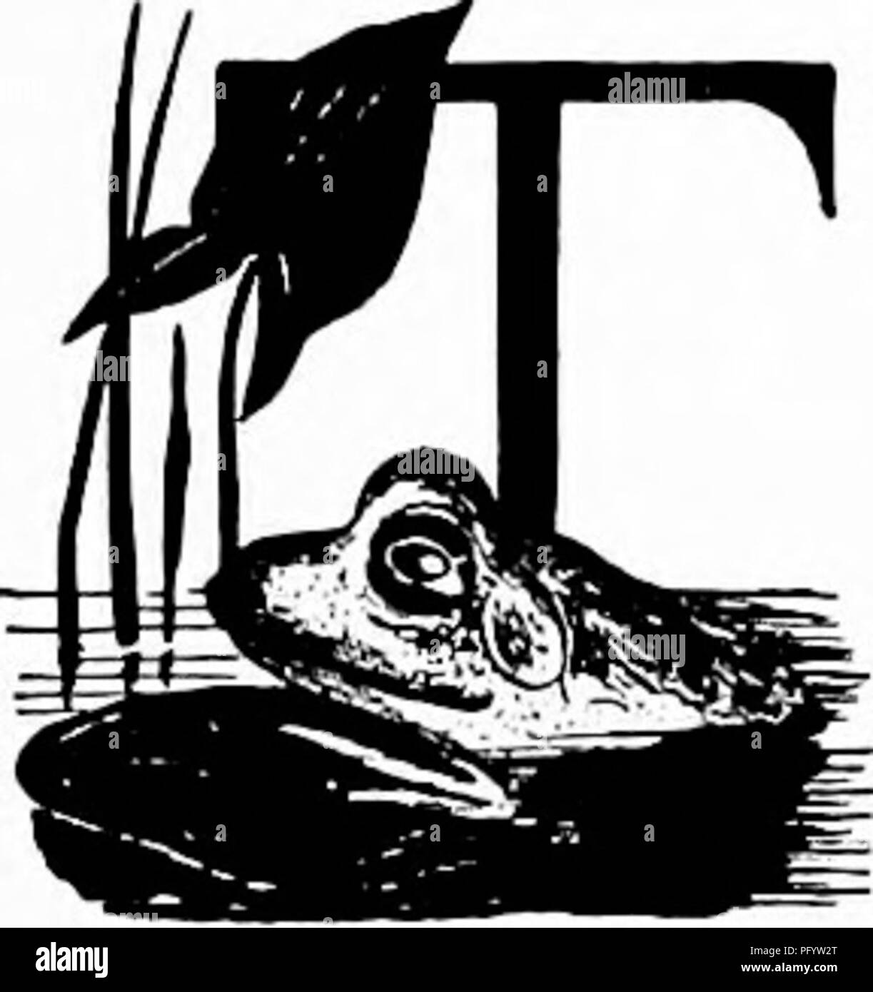 . Manuel d'étude de la nature pour les enseignants et les parents, en fonction de la nature de l'étude de Cornell de dépliants. L'étude de la nature. Bullfrog. La grenouille l'histoire de l'enseignant il brooksides le long de la poussette, est susceptible d'être surpris un jour, de voir un peu de mousse et de terre prennent soudain tout un saut et un jour l'un, sans provocation apparente. L'enquête se résout la touffe de mousse dans un vert et jaune, rayé grenouille, puis la poussette se demande comment il pourrait avoir plus de- semblait évident d'une telle créature. Mais la grenouille léopard est seulement évident lorsqu'il est hors de son environnement. La grenouille verte est qu Banque D'Images