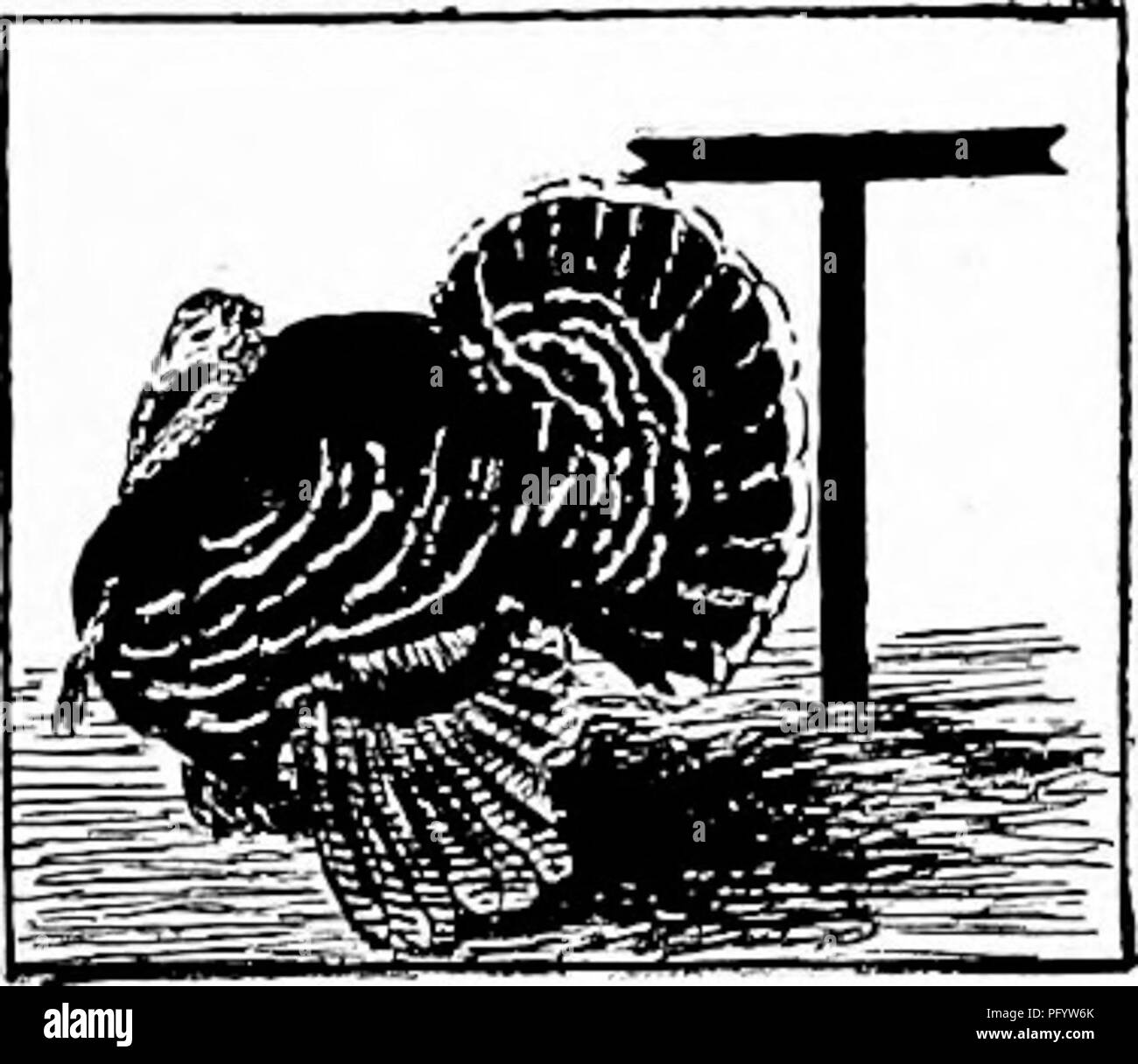 . Manuel d'étude de la nature pour les enseignants et les parents, en fonction de la nature de l'étude de Cornell de dépliants. L'étude de la nature. L'histoire de l'enseignant de la Turquie La Turquie et le chapeau de l'aigle ne devrait avoir été choisi pour notre oiseau national, a été la condamnation de Benjamin Franklin. Il est originaire de notre pays, c'est beau que de plumage, et comme les Indiens d'Amérique, il n'a jamais cédé entièrement à l'in- fluence de la civilisation. À travers les centaines d'années de domestication, il conserve toujours un grand nombre de ses habitudes sauvages. En fait, il a beaucoup de qualités en commun avec l'homme rouge. Prenez par exemple sa danse du soleil, w Banque D'Images