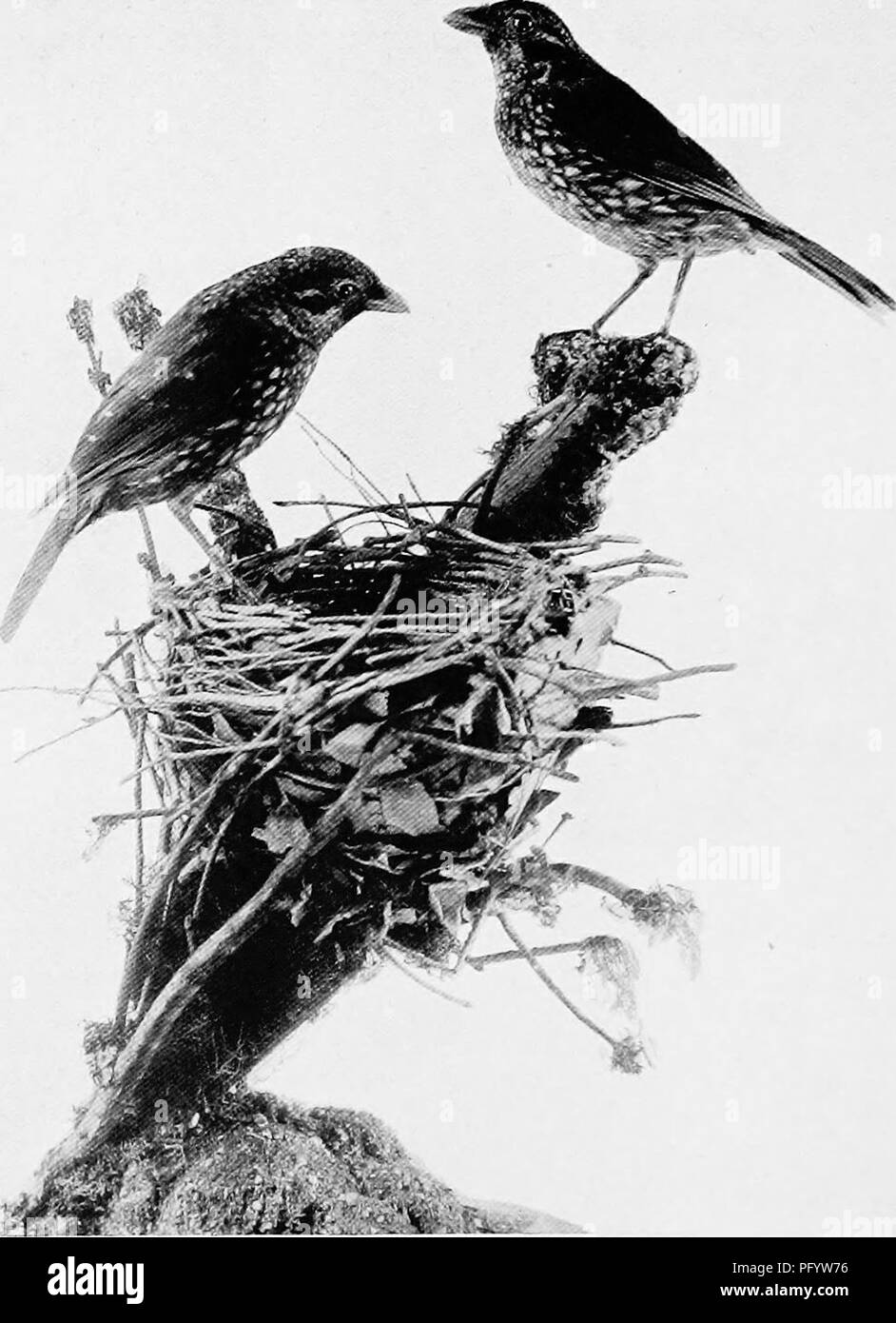 Pages Bird Photos Pages Bird Images Alamy