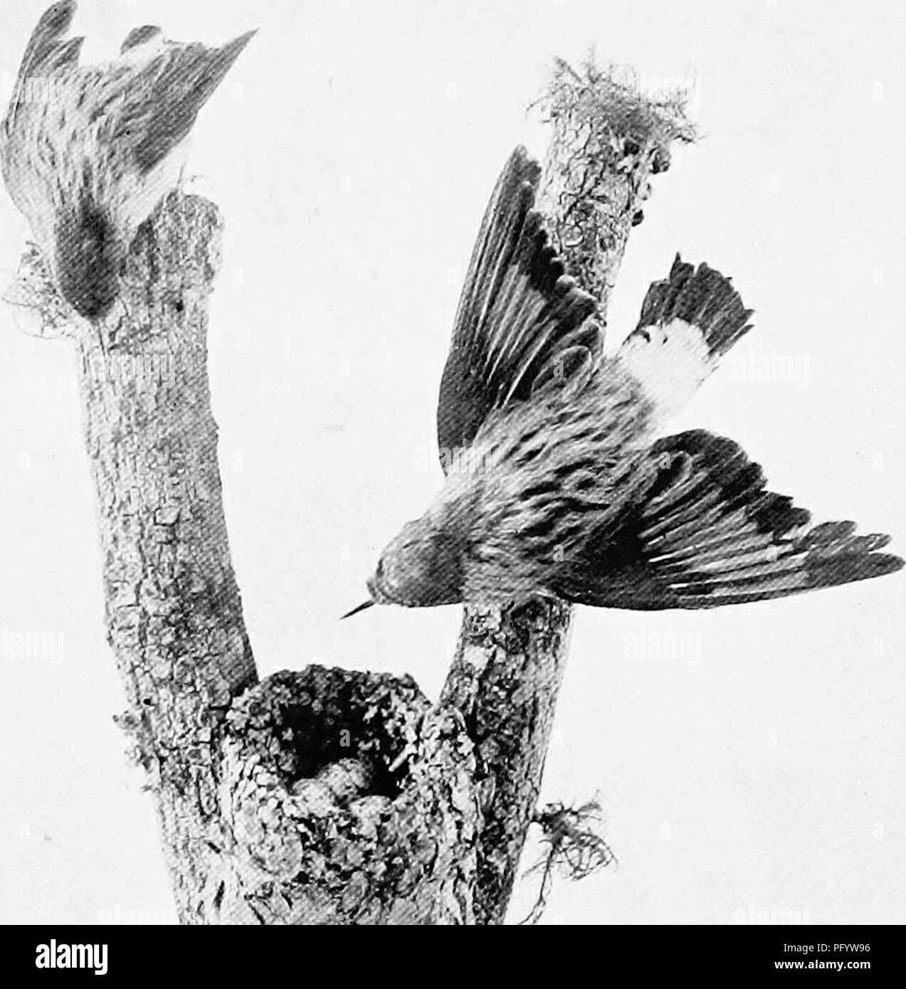 . Les oiseaux d'Australie. Les oiseaux. L'ORANGE-winged toi-BUNNER 359 l'Orange-winged Tree-runner. Neositta chrysoptera. L'Australie du Sud et les États de l'Est. Sommet de la tête, la nuque et les ailes brun foncé ; manteau, dos et scapulaires brun-gris pâle, chaque plume avec un centre brun foncé. Australian Museum. Orange-winged Tree-Runner : Neo"aibt chrysoptera. streak ; croupion et la queue-caudales blancs, ce dernier avec petite subinfère brown contre-bars ; wing quills foncé-brun plus pâle avec des conseils, le tiers moyen des réseaux formant un grand roux ostensiblement riche sur le patch. Veuillez noter tha Banque D'Images