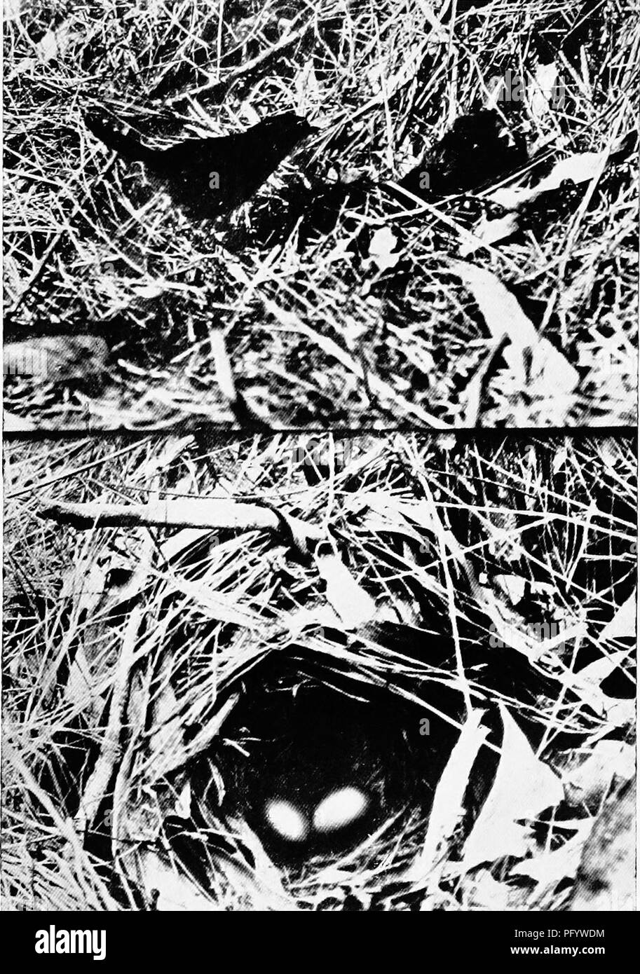 . Les oiseaux d'Australie. Les oiseaux. Le pilote-BIED 295. 1^ w Pilot-bird : Pycnoptilus fioccosus. A. H. E. Mattingley.. Veuillez noter que ces images sont extraites de la page numérisée des images qui peuvent avoir été retouchées numériquement pour plus de lisibilité - coloration et l'aspect de ces illustrations ne peut pas parfaitement ressembler à l'œuvre originale.. Lucas, Arthur Henry Shakspere ; Le Haflinger Evasion ?f, W. H. Dudley. Melbourne, Londres [etc. ] Whitcombe et tombes Limited Banque D'Images