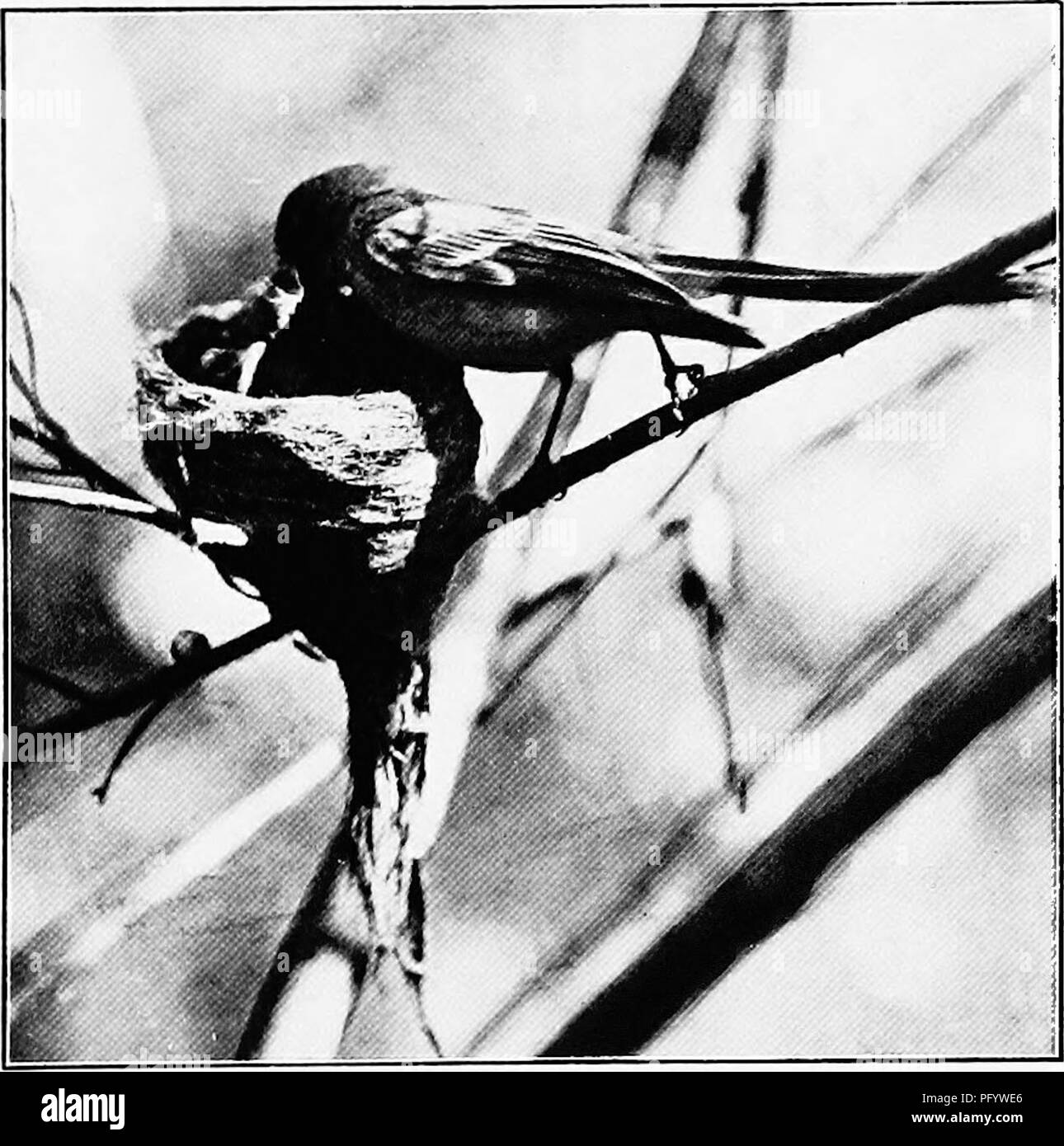 . Les oiseaux d'Australie. Les oiseaux. Pigeons paons 281 C. Le ventilateur gris-tails.-Longueur 7 pouces ; chef de noirâtre ; reste de surfaces supérieures et latérales gris cendré noirâtre ; la queue large avec le bout blanc de la rectrices externes ; gorge blanc, une large bande de couleur gris-cendré à travers la partie avant du cou et de la poitrine ; centre de lumière corps bufif ; blanc sous la queue. Le Nord de l'Fantall {setosa, B., isura gularis).-nord de l'Australie, Nouvelle Guinée et Bismarcli Waigiou archipel,.. La vie avant. C. P. Eivane. White-shafted : nourrir les jeunes Fantail Rhipidura. alhiscapa D. Le noir et blanc pigeons paons.-Longueur de près de 8 pouces. Au-dessus noir avec Banque D'Images