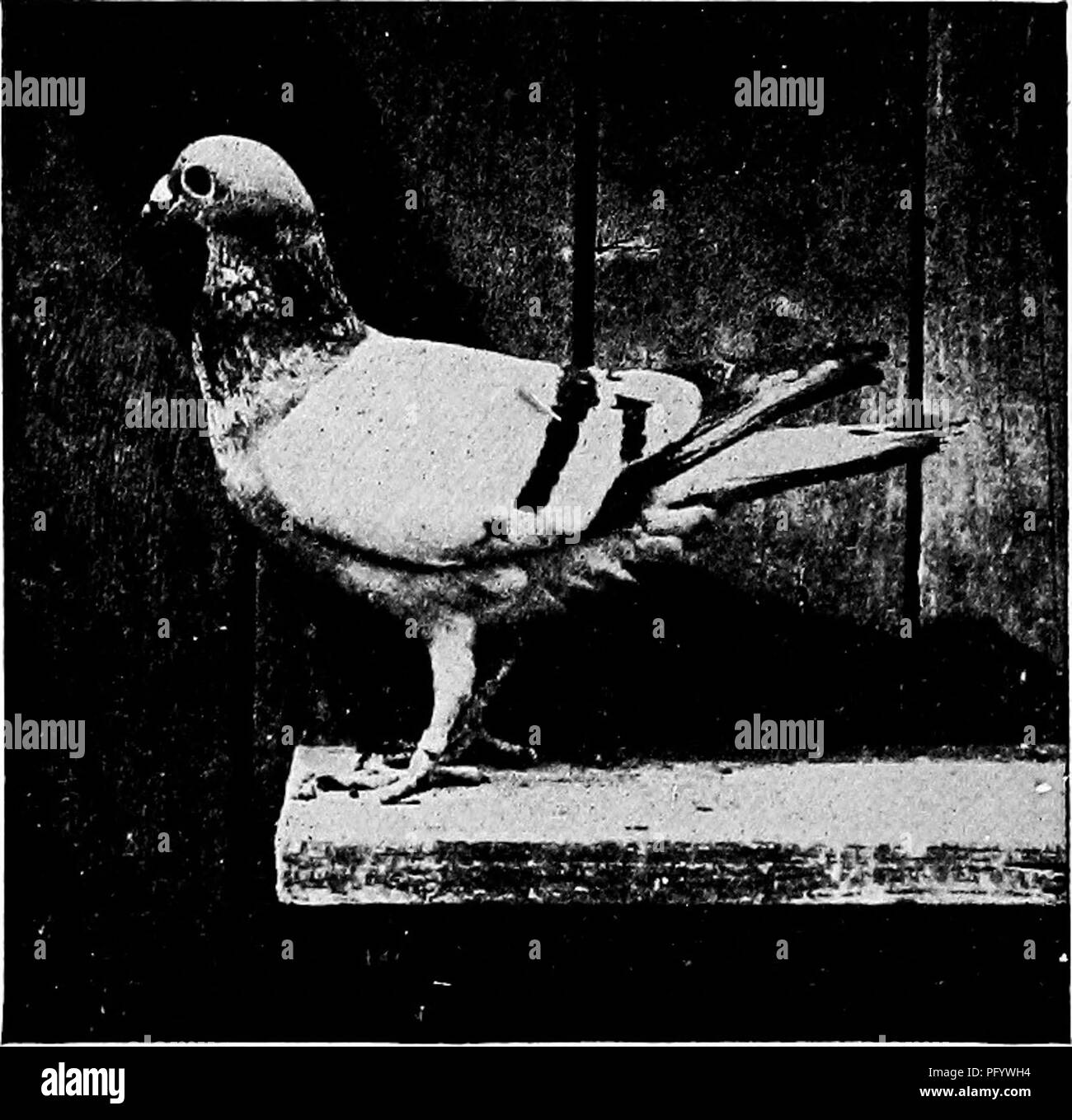 Ce manuel, basé sur les brochures d'étude Cornell nature-Study, fournit des conseils sur les soins et l'alimentation des pigeons. Il couvre leur régime alimentaire naturel, y compris les céréales et les graines, et discute de leur comportement de consommation unique et le mouvement caractéristique de hochement de tête. Banque D'Images