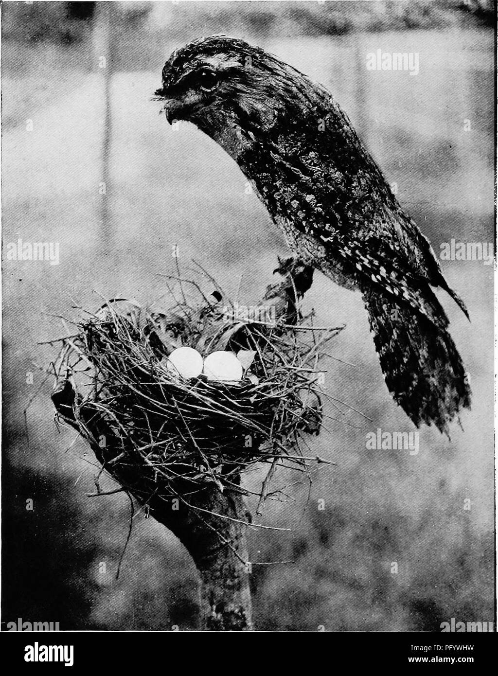 . Les oiseaux d'Australie. Les oiseaux. 230 LE ATJSTBALIA Frogmoutlis BIEDS D'sont magnifiquement soft-oiseaux avec un plumage, motley de gris, brun, noir et blanc. Dans le. Monté. Podargus strigoides : une grille supérieure de fauve. D. Le Souef.. Puis ils ressemblent à l'écorce morte de la branche sur laquelle ils sont assis. Pour la rendre encore plus difficile la détection de l'oiseau, n'est membre de l'autre côté de la cime, mais le long de celle-ci, en supposant que le. Veuillez noter que ces images sont extraites de la page numérisée des images qui peuvent avoir été retouchées numériquement pour plus de lisibilité - coloration et l'aspect de ces illustrati Banque D'Images