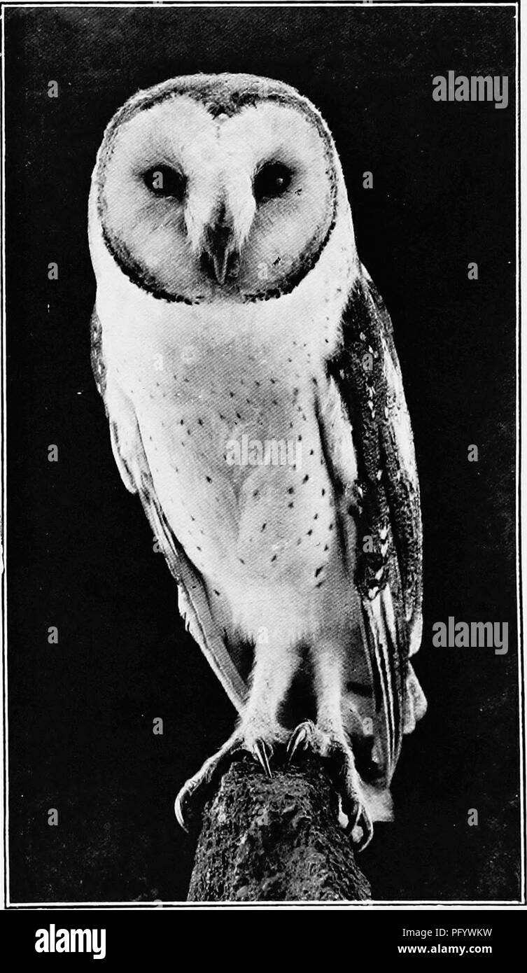 . Les oiseaux d'Australie. Les oiseaux. 194 LES OISEAUX DE L'Australie le moindre masquées ou Owl délicate. Strix delicatula. L'Australie, Nouvelle Calédonie, loyauté, Nouvelles Hébrides. Une sous-espèce de S. flammea, l'Ancien Monde Effraie des clochers. Au-dessus du gris perle, du fait d'un mottlings gris en zigzag ; queue blanchâtre, avec brown vermicu- lations, croisés avec quatre bandes brun ; sous la surface d'un blanc soyeux pure, avec quelques taches sur les côtés du corps et de l'abdomen ; disque facial blanc pur, chat avec buff. Longueur 13 pouces, aile 11 pouces.. À partir de la vie. Le Zoo de Melbourne. D. Le Souef. Chestnnt-face Owl : Stri.iovae hoUandiae 7r-.. Moyen Banque D'Images