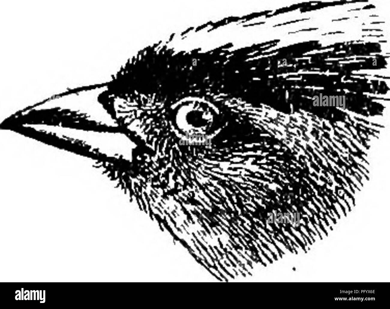 Ce travail catalogue des espèces d'oiseaux de Guyane britannique, avec des descriptions détaillées et des illustrations. Un exemple, le Coryphospingus cucullatus, est reconnu pour sa crête rouge vif et noire. Le livre fournit également un aperçu de la taxonomie des oiseaux et des caractéristiques aviaires telles que la structure des ailes et la morphologie de la queue. Banque D'Images