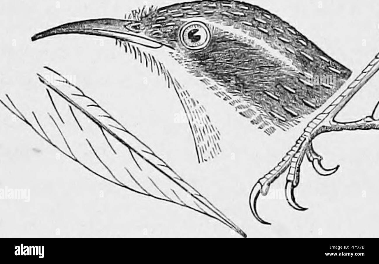 . Clé d'oiseaux d'Amérique du Nord ; contenant des indications succinctes sur chaque espèce d'oiseau vivant et fossile connu à l'heure actuelle du continent au nord de la frontière du Mexique et des États-Unis. Illustré par 6 plaques d'acier et plus de 250 gravures sur bois. Les oiseaux. ^^ TEOGLODYTIDJ 84 ' ; ;, WEENS. GEN. 17. Â ce qui est moins que la 3d ; point d'aile formée par la 3d, 4e et 5e épic ; queue arrondie, égale ou supérieure à l'aile. Agité, peu active les oiseaux forestiers qui gagnent leur vie en ramassant les bugs de fissures dans l'écorce. En brouillant à propos, ils utilisent la queue comme les pics, et ne jamais accrocher tête en bas, l Banque D'Images