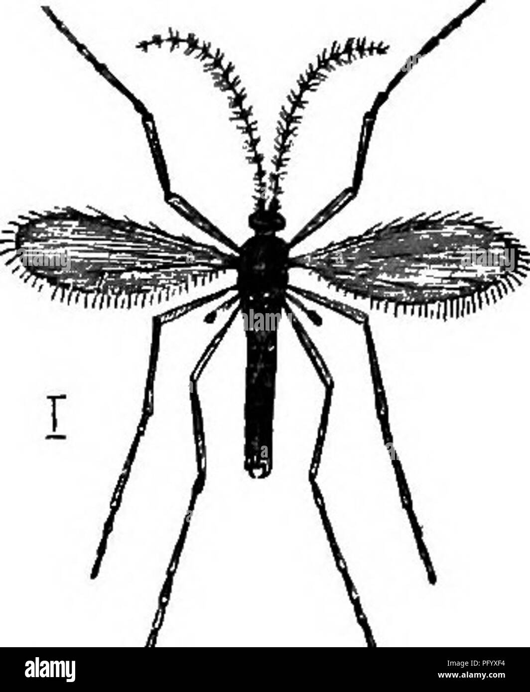 . Les oiseaux utiles et leur protection. Contenant de brèves descriptions des espèces plus communs et les plus utiles du Massachusetts, avec des comptes de leurs habitudes alimentaires, et un chapitre sur les moyens d'attirer et de protéger les oiseaux. Les oiseaux ; les oiseaux. Valeur d'DIUDS À l'homme. 33 En 1856, dans le comté de Livingston, New York ?, deux tliousand acres sur appartements lequel aurait cédé trente boisseaux de blé par acre n'ont pas été récoltés à cause de la destruction des travaux de cet insecte.^ Dr C. L. Marlatt, du Bureau d'entomologie du ministère de l'Agriculture des États-Unis, qui a fait des calculs prudents du los Banque D'Images