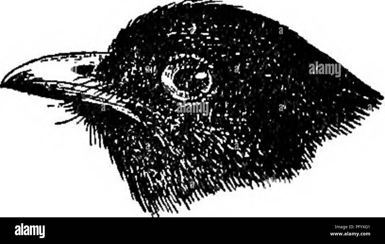 . Les oiseaux de la Guyane britannique, basée sur la collecte de Frederick Vavasour McConnell. Les oiseaux. XENOPiPO. 255 Genre XENOPIPO Cab. Xenopipo Cabanis, Archiv für Naturg. xiii. pt. i. p. 235, 1847. Type JC. atronitens Cabine.. Fig. 103.-Xenopipo atronitens. Le chef de caractère dans thii5 genre est le mesorhinium exposés. La mandibule supérieure est légèrement accroché, la largeur o£ le projet de loi à la base étant égale à environ quatre cinquièmes de la longueur du culmen exposé. L'aile est arrondie, la deuxième, troisième, quatrième et cinquième primaires plus long, le premier de longueur environ égale à la septième. La queue est légèrement Banque D'Images