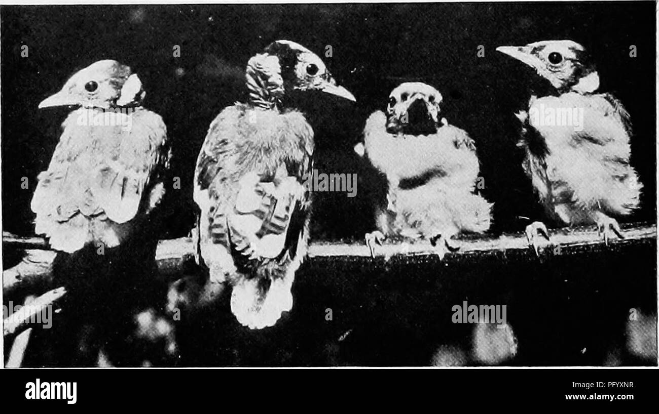 Des études De Lappareil Photo Doiseaux Sauvages Dans Leur