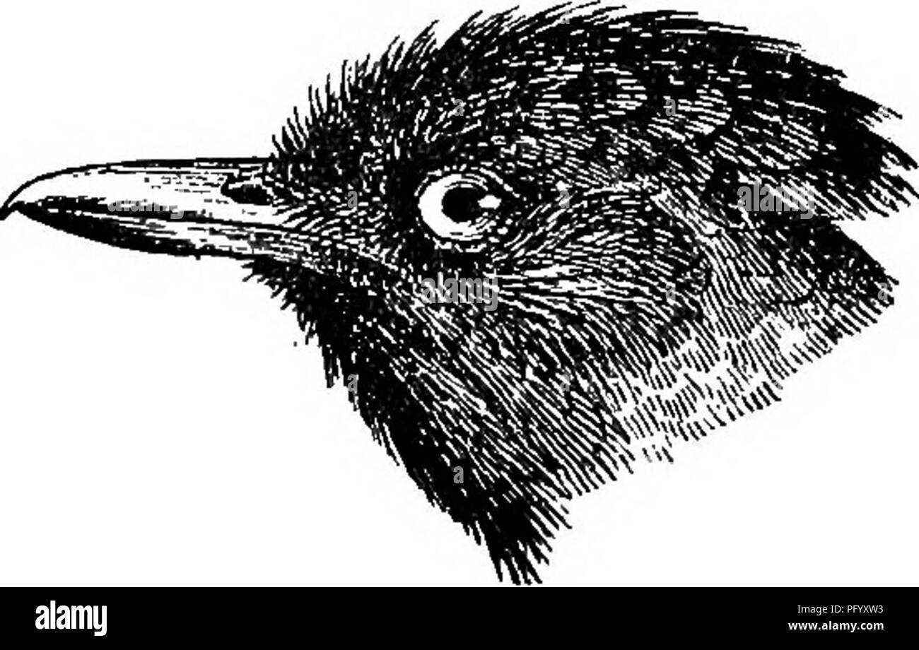 . Les oiseaux de la Guyane britannique, basée sur la collecte de Frederick Vavasour McConnell. Les oiseaux. 54 OISEAUX DE Guyane britannique. Genre PERCNOSTOLA Cab. &Amp ; Hein. Fercnostola Cabanis &AMP ; Heine, Mus. Hein. ii. p. 10,1859. Tapez P. ruf- frons (Gmel.).. Fig. 26 Fercnostola rujifrons^-. Ce genre se distingue en ayant la tête à crête, les plumes o£ l'arrière long et s'est désintégré, et l'absence d'une dorsale cachée patch. Le projet de loi est court et trapu, le culmen exposé" à propos de deux tiers de la longueur du tarse. L'aile arrondie, les quatrième, cinquième, sixième, septième et huitième primaires Banque D'Images