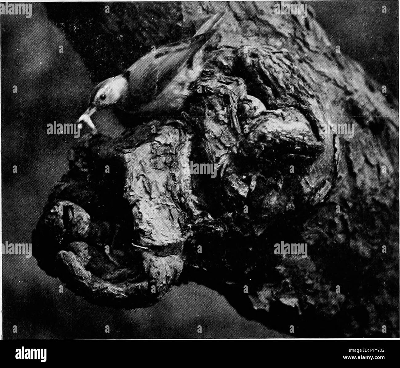 . Des études de l'appareil photo d'oiseaux sauvages dans leur maison . La photographie d'oiseaux, des oiseaux. 23 La plupart des nids sittelle J'ai trouvé ont été lo- cation dans les trous dans les grands châtaigniers, de vingt à cinquante pieds du sol et bien sûr, tout à fait inadaptée pour la photo. Finallj» une paire était situé à se reproduire dans un membre pourri d'un pommier très près d'une maison de ferme et qu'environ 6 pieds du sol. Au bas de la cavité, sur un lit d'herbes et de plumes, laïcs, cinq oeufs délicate couverte de taches brun rougeâtre. L'homme était très attentif à sa compagne alors qu'elle était s'asseoir Banque D'Images