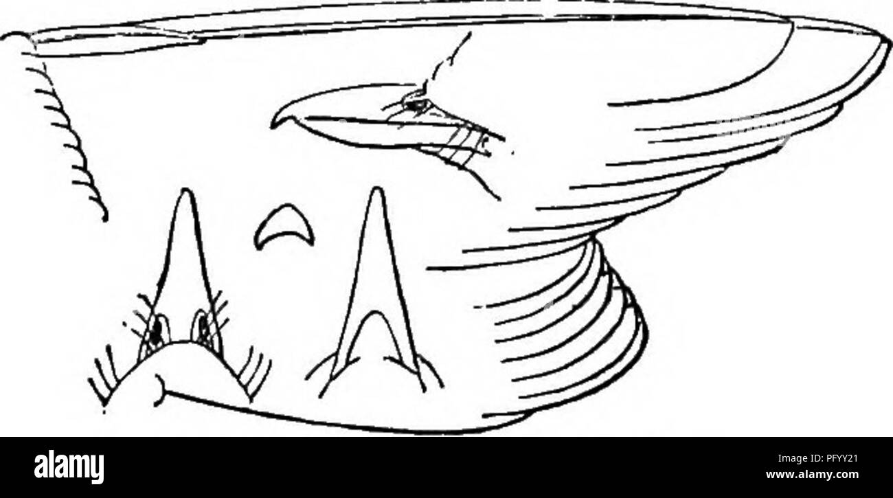 Les Oiseaux De La Vallee Du Colorado La Science Et Populaires De L Information Sur L Ornithologie De L Amerique Du Nord Les Oiseaux La Synonymie De Vieeo Gilvus 501 Et Comme