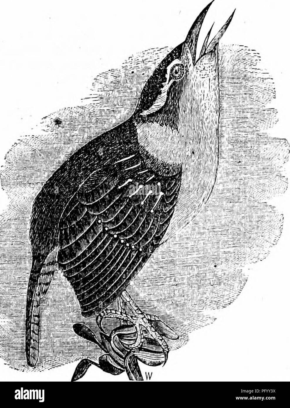 Les Oiseaux De La Vallee Du Colorado La Science Et Populaires De L Information Sur L Ornithologie De L Amerique Du Nord Les Oiseaux Le Troglodyte A Ventre Blanc 169 Oiseau A