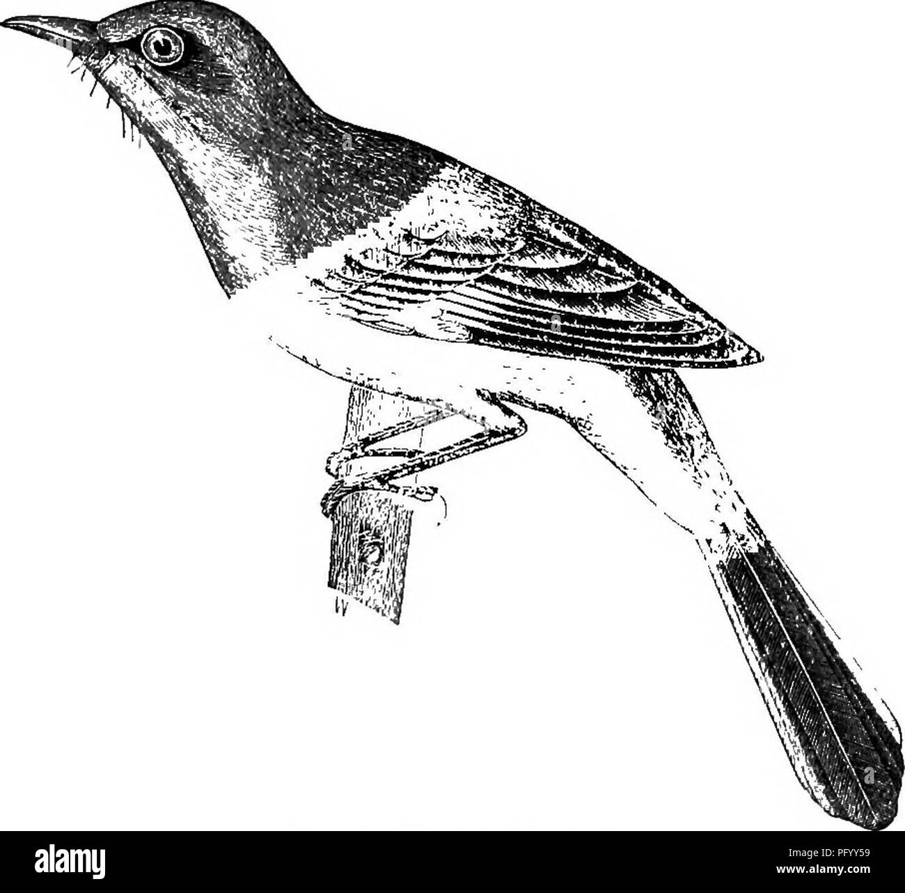Les Oiseaux De La Vallee Du Colorado La Science Et Populaires De L Information Sur L Ornithologie De L Amerique Du Nord Les Oiseaux La Distribution De L Oiseau 55 Et Rarement Plus