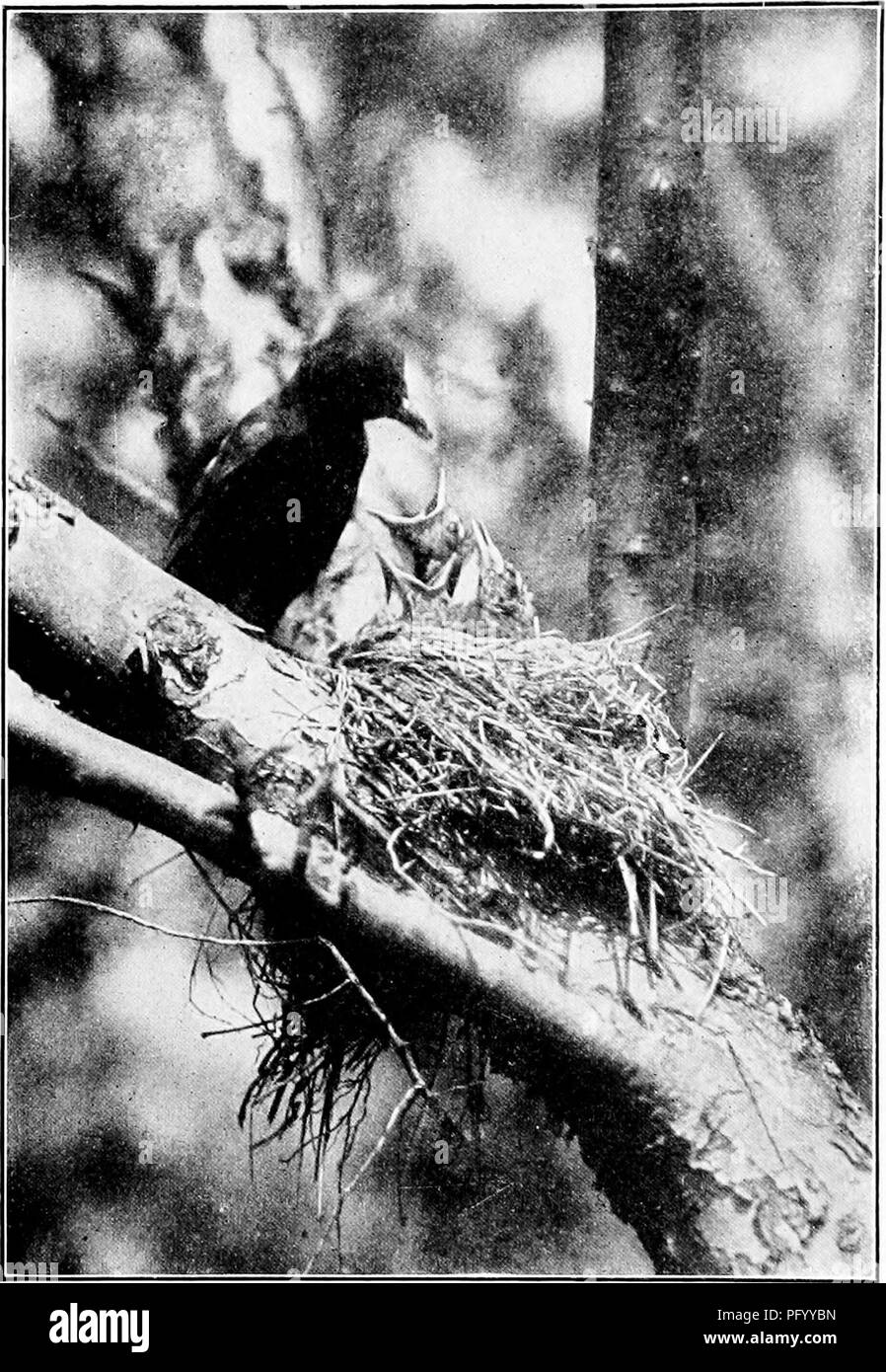 . Avec le retour des oiseaux ; l'histoire d'une vie d'expérience personnelle avec les oiseaux. Les oiseaux. La mère robin que construit dans un dead apple tree puis broyait sans abri pendant quatre-vingt-dix heures de forte pluie, et les trois de ses jeunes qui ont survécu à l'inondation. 92. Veuillez noter que ces images sont extraites de la page numérisée des images qui peuvent avoir été retouchées numériquement pour plus de lisibilité - coloration et l'aspect de ces illustrations ne peut pas parfaitement ressembler à l'œuvre originale.. Bonnet, Charles, 1863-1924. Garden City, Doubleday, Page &AMP, le nom de l'entreprise Banque D'Images