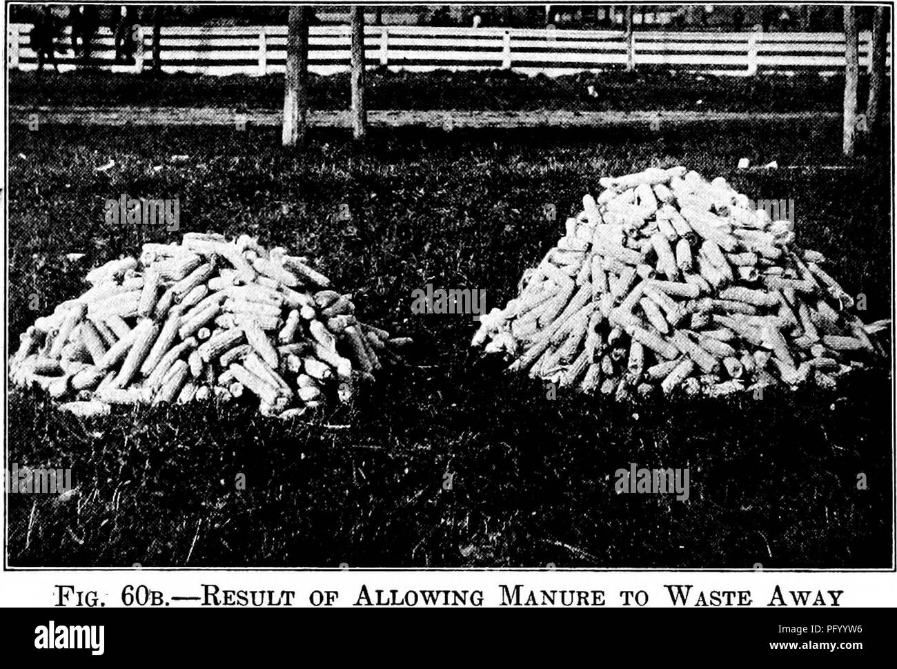. L'alimentation du bétail et la version abrégée : l'essentiel de l'alimentation, aux soins, et la gestion des animaux de ferme, y compris la volaille : adapté et condensés à partir du bétail et l'alimentation (16e éd.). Rss ; alimentation animale. 214 RSS feed abrégée et de l'alimentation, les. Lorsque les animaux qui sont presque parvenus à maturité sont engraissés, mais peu d'azote minéral ou matière est stocké dans l'organisme, plus de 95 ct. par d'être mis dans le fumier. Les porcs engraissés tout en restant en croissance et le stockage de l'azote dans leurs tissus de viande maigre retour dans le fumier mais 85 par ct. de l'azote dans leur alimentation. De très jeunes animaux, une croissance rapide dans les os, les muscles, un Banque D'Images