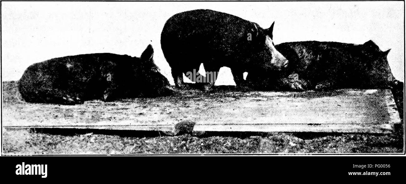 Ce texte traite de l'importance d'une nutrition adéquate pour les animaux d'élevage, en particulier pendant leurs stades de croissance et d'engraissement. Il met en évidence les conséquences d’un apport insuffisant en phosphore, comme la faiblesse des os et une mauvaise santé générale chez les porcs. Des pratiques alimentaires appropriées sont essentielles pour maintenir la santé animale et maximiser la productivité dans la gestion de la ferme. Banque D'Images Ce texte traite de l'importance d'une nutrition adéquate pour les animaux d'élevage, en particulier pendant leurs stades de croissance et d'engraissement. Il met en évidence les conséquences d’un apport insuffisant en phosphore, comme la faiblesse des os et une mauvaise santé générale chez les porcs. Des pratiques alimentaires appropriées sont essentielles pour maintenir la santé animale et maximiser la productivité dans la gestion de la ferme. Banque D'Images