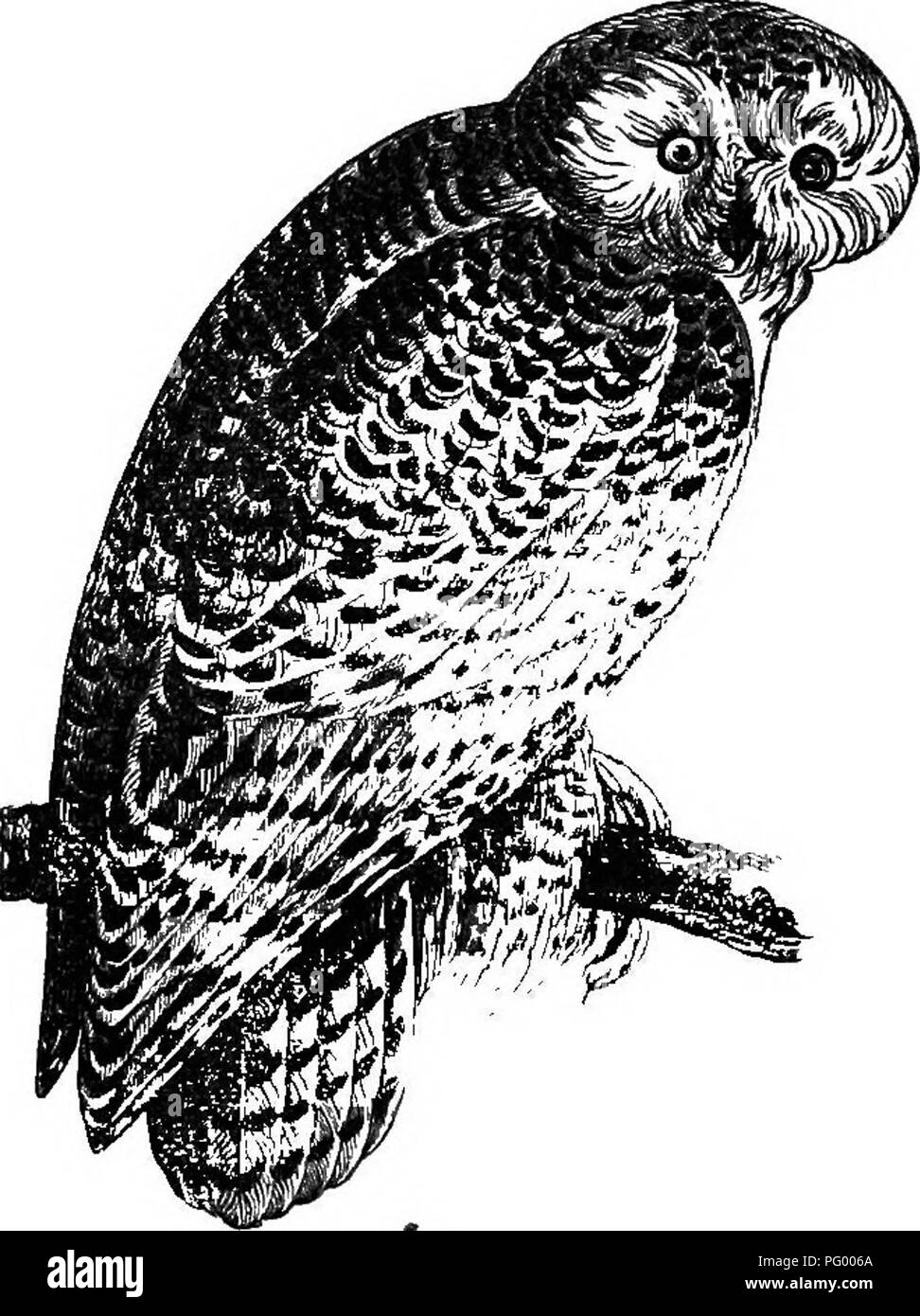 . Histoire naturelle des animaux. Contenant de brèves descriptions des animaux sur l'histoire naturelle de Tenney comprimés, mais complet sans les comprimés. Zoologie. 66 VERTEBEATESi. hibou des oiseaux a de très longues touffes d'oreilles, et son cri est pro- désiré et plaintif, composé de deux ou trois notes répétées à intervalles réguliers ; les hiboux gris sont très grandes ; la scie Petite Nyctale est petit, et ses notes sonnent comme le bruit fait par le dépôt d'une scie, la Chevêche des terriers sont très petites, et vivent dans les terriers du chien des prairies ; et l'harfang des neiges est grand, et, contrairement à la pra-. Fig. 109. - Harfang des cédantes, hu. Banque D'Images